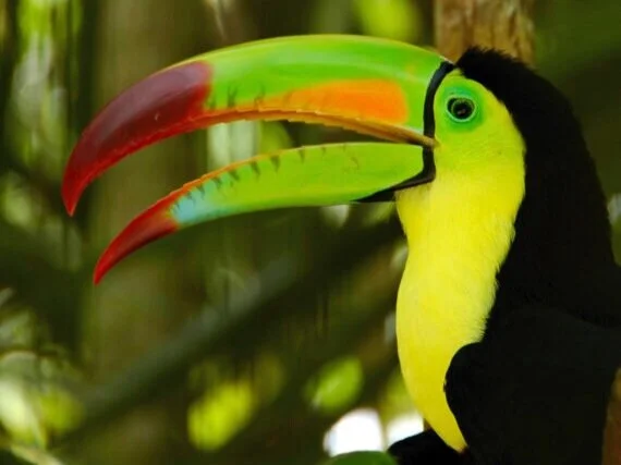 INTRO-TO-BIRDING-IMAGE-570x570.jpg