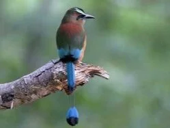 Cayo Birding at Mountain Pineridge- Pic 2.png