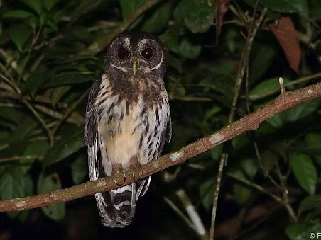 HOP-PLA Cockscomb Night Hike - Pic 1.png