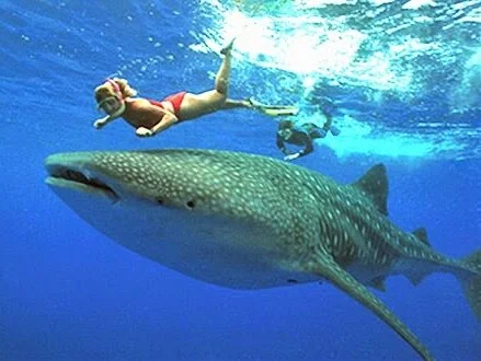 PLA- WhaleShark Pic 2.png