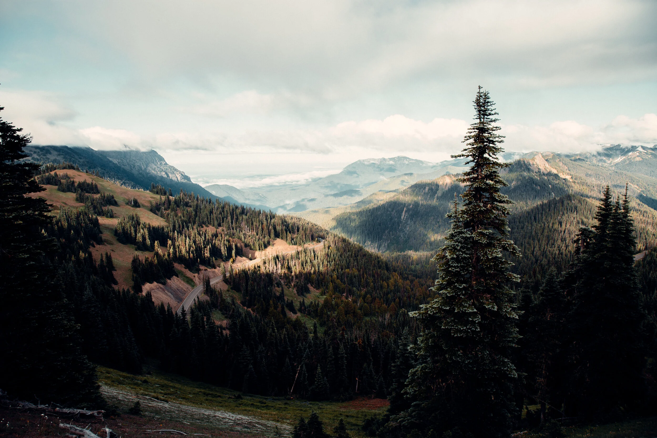 view of mountains and pine trees