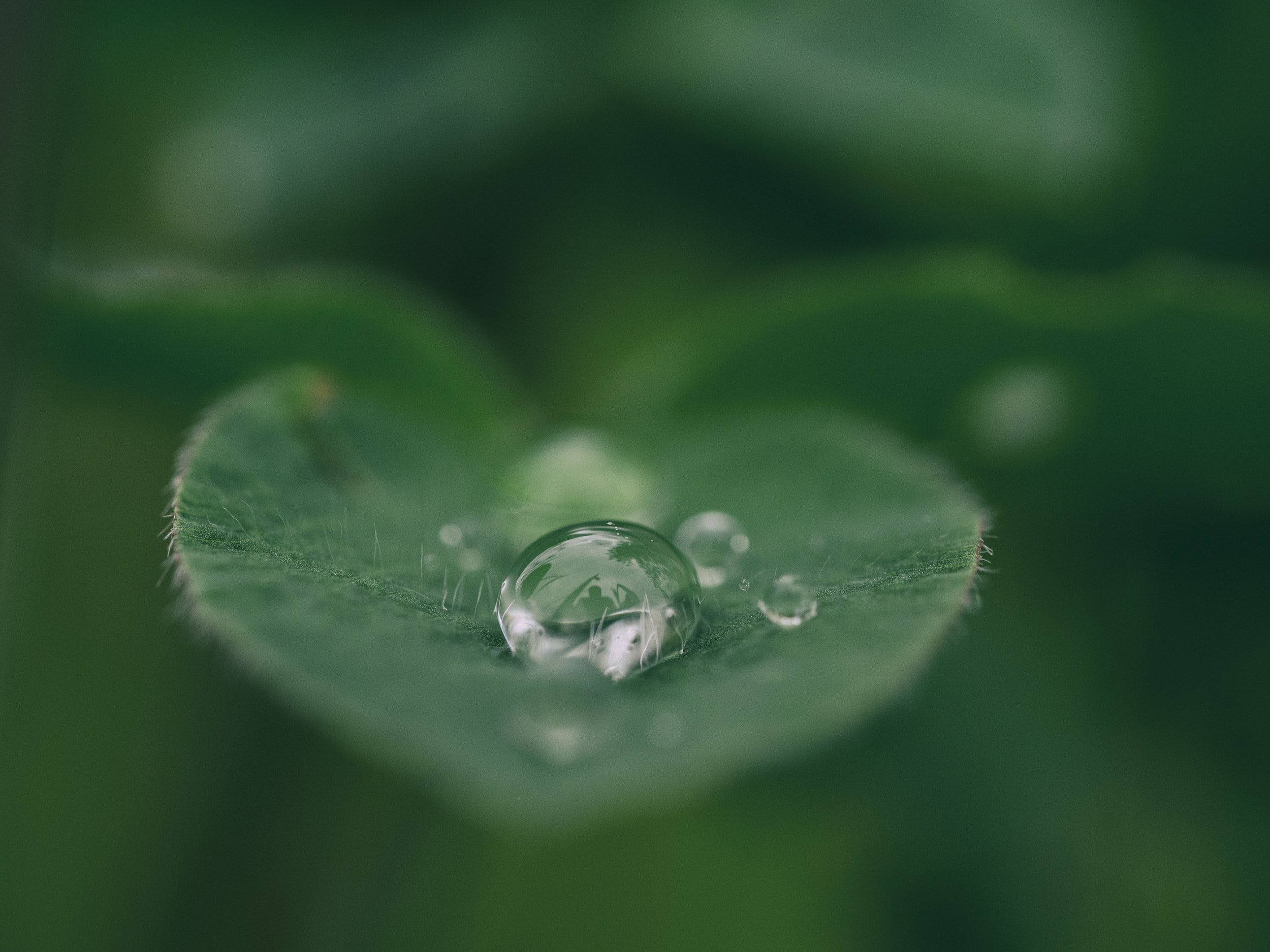 close up picture of a drop of water on a leaf