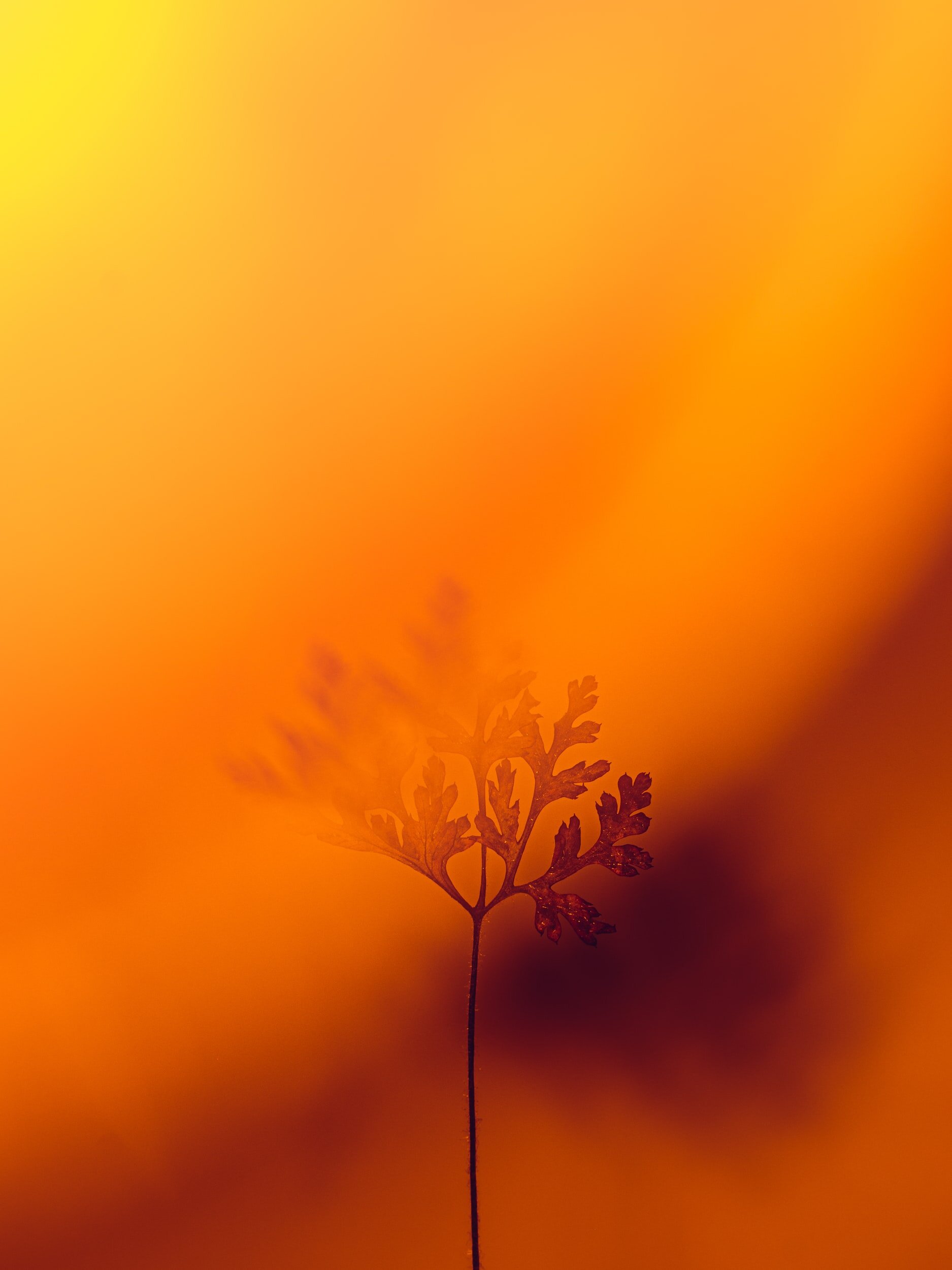 orange fall foliage flower