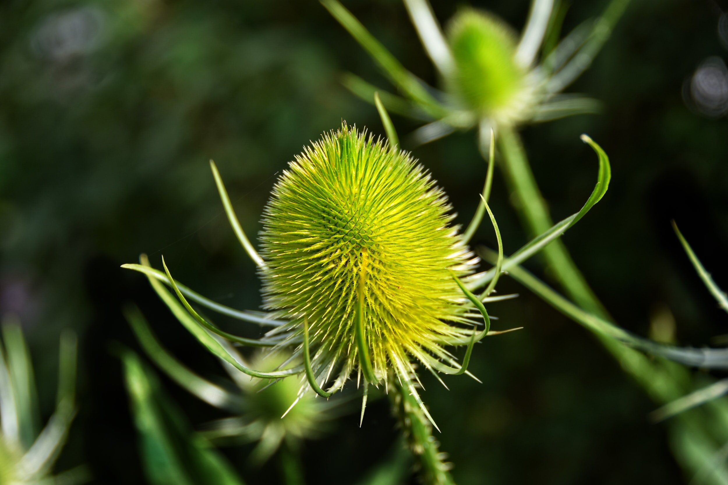 close up pic of the inner part of a flower