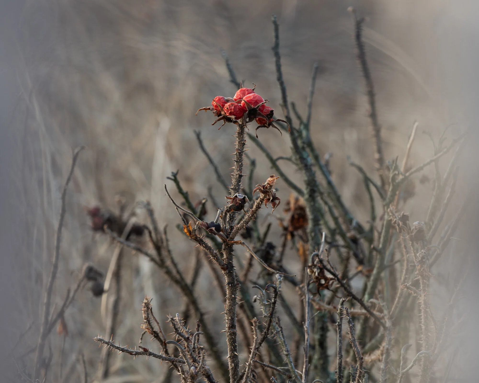 Thorny Winter Beach Plant.jpg