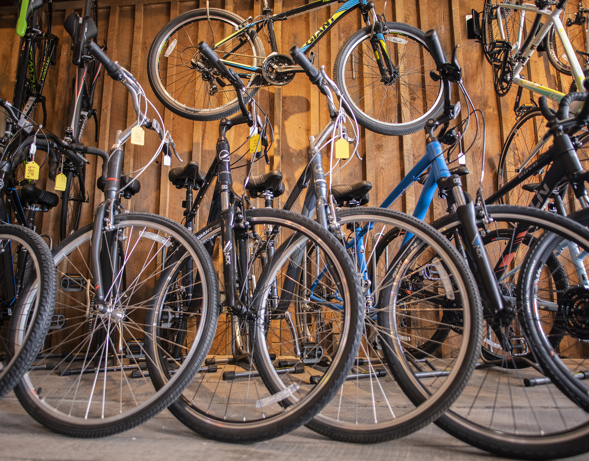  A portrait of bikes at Cycle Path bike shop in Athens, Ohio. 