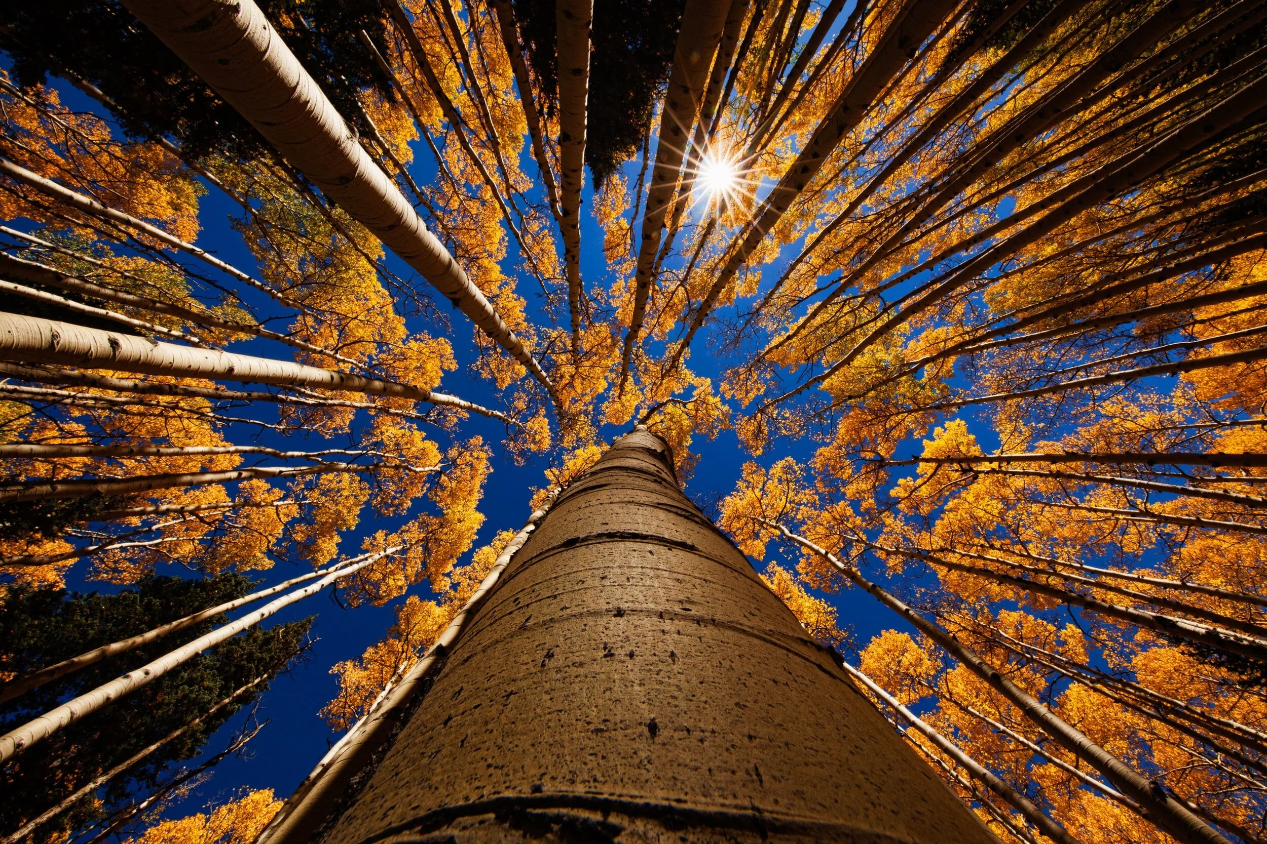 Trees Do Dance