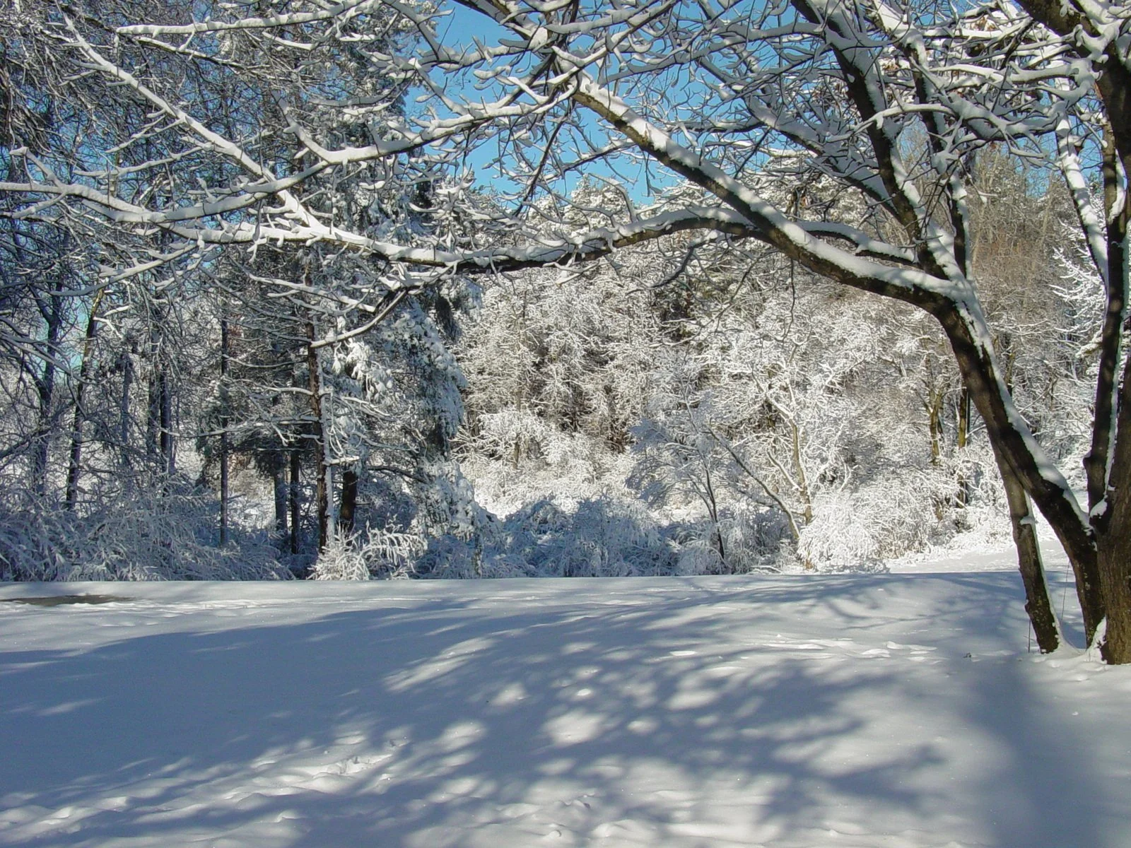 An Encounter on a Winter Walk