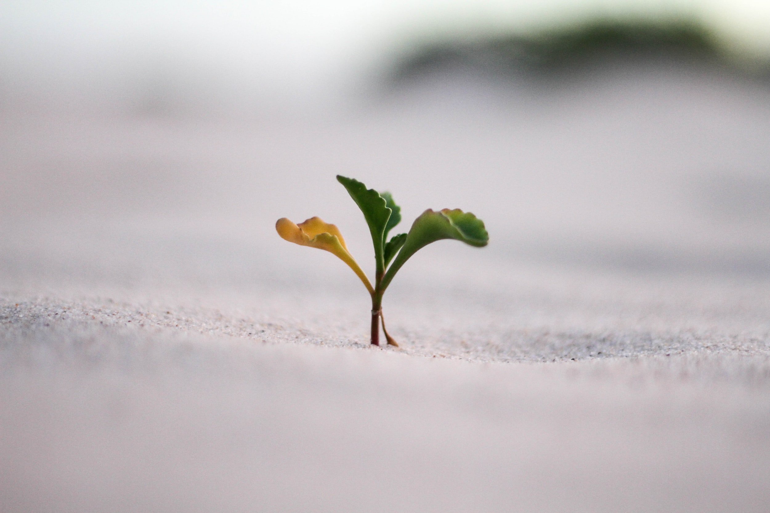 Becoming - A Poem
