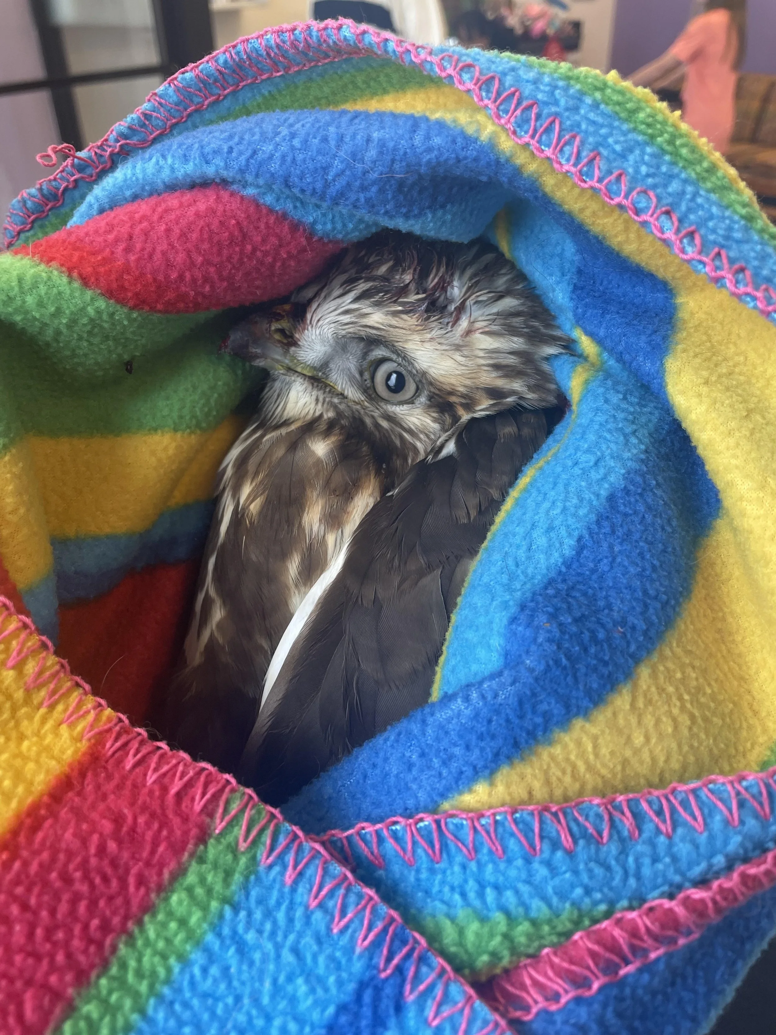 Communing with a Ruff-Legged Hawk