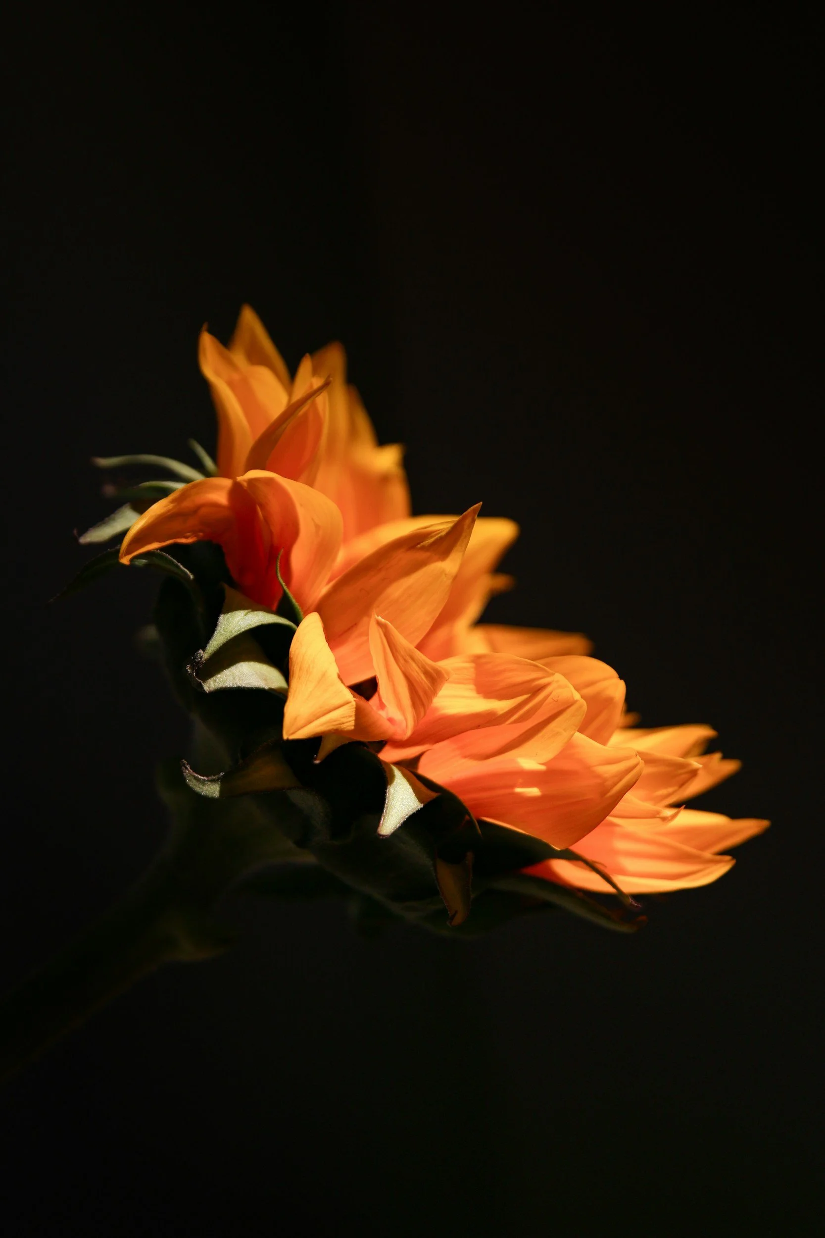   Weekly Pause and Ponder