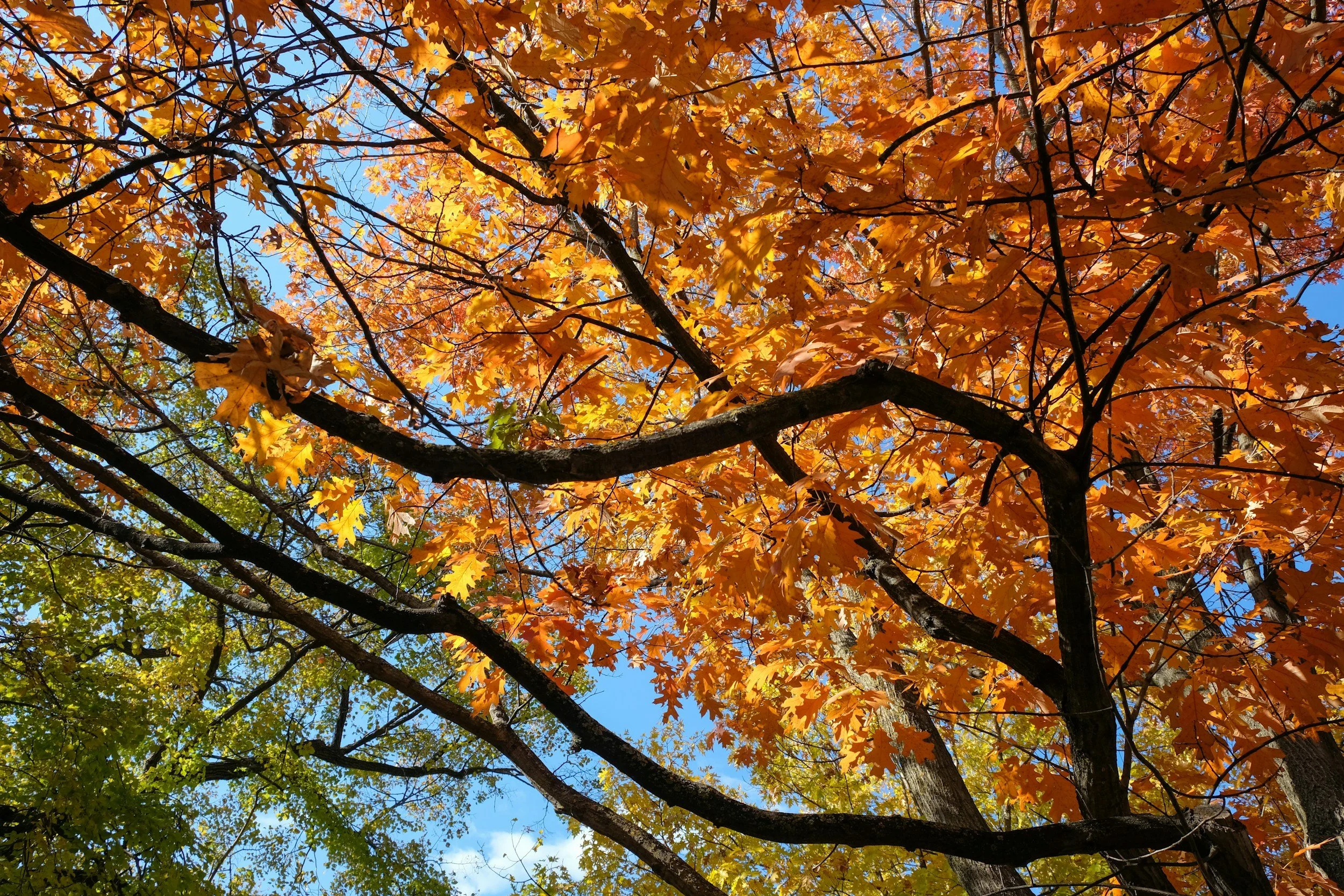 Changing Seasons