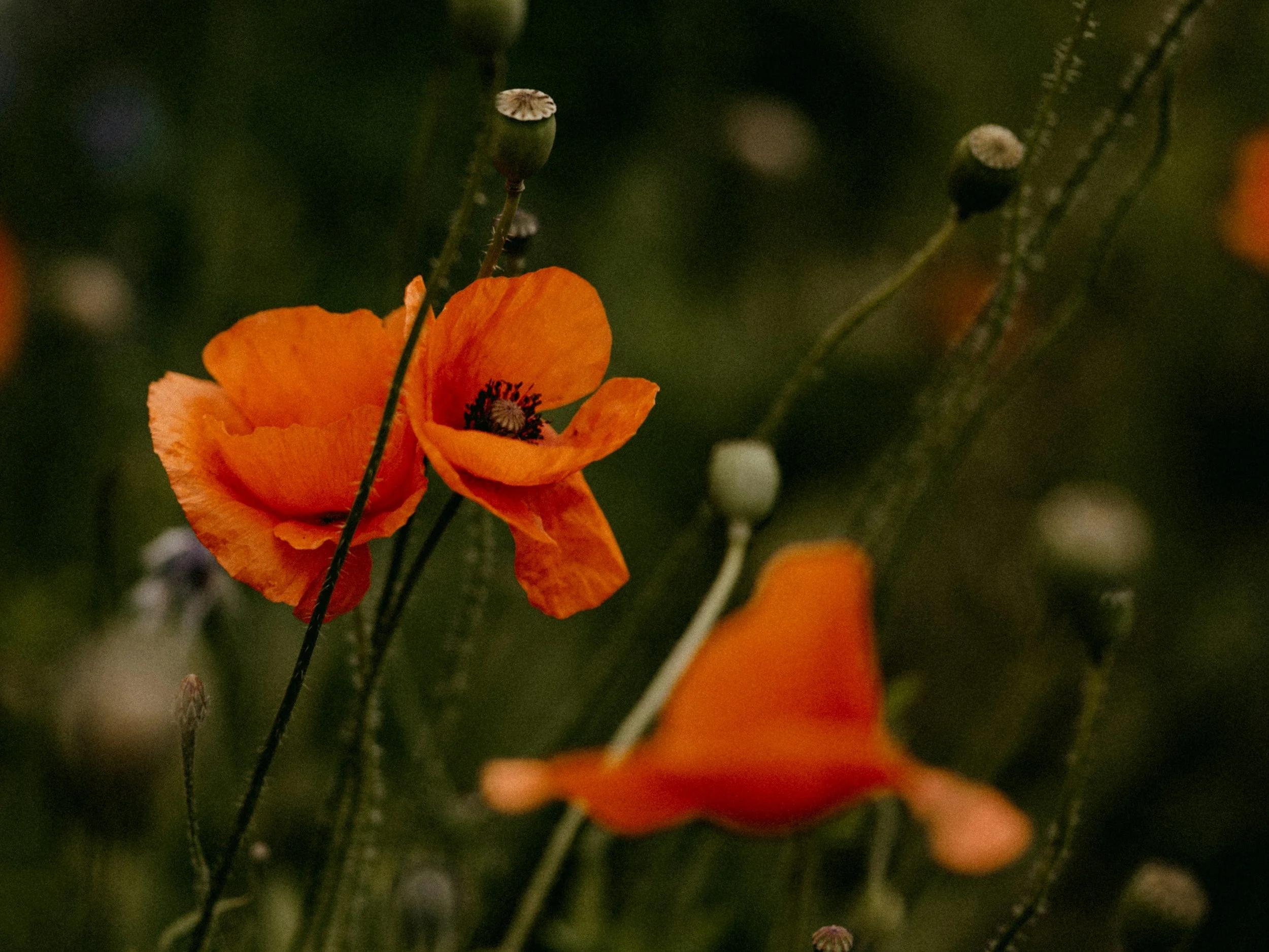 Remembrance Day