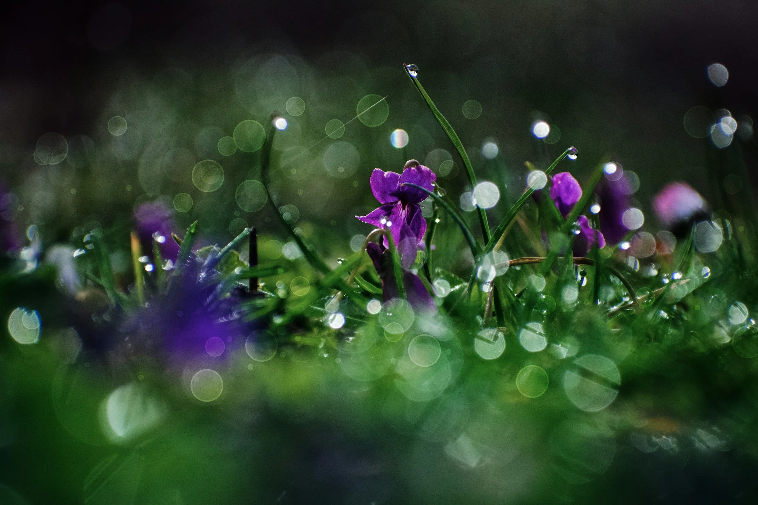 Weekly Pause and Ponder