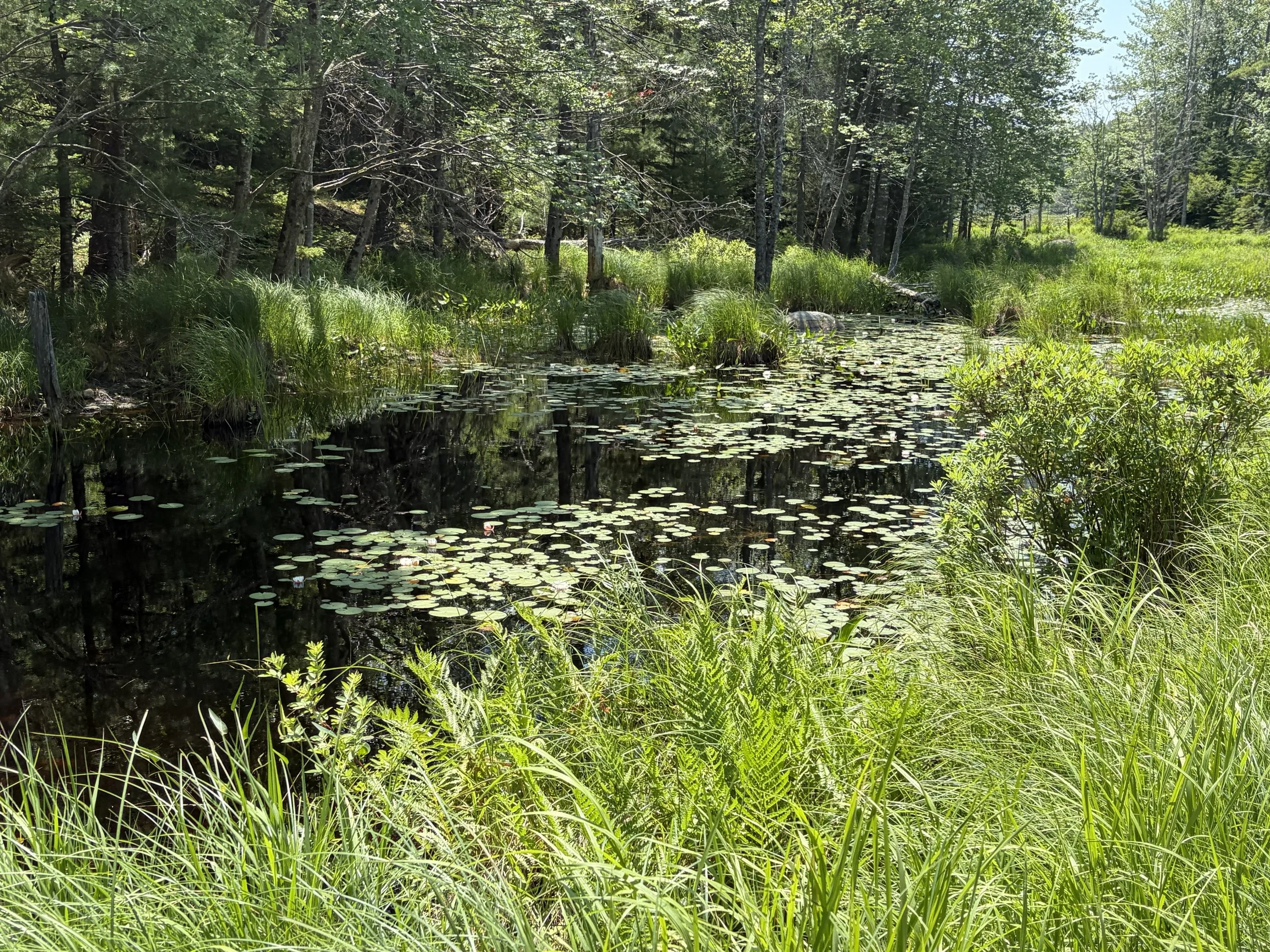 IMG_0159.jpeg