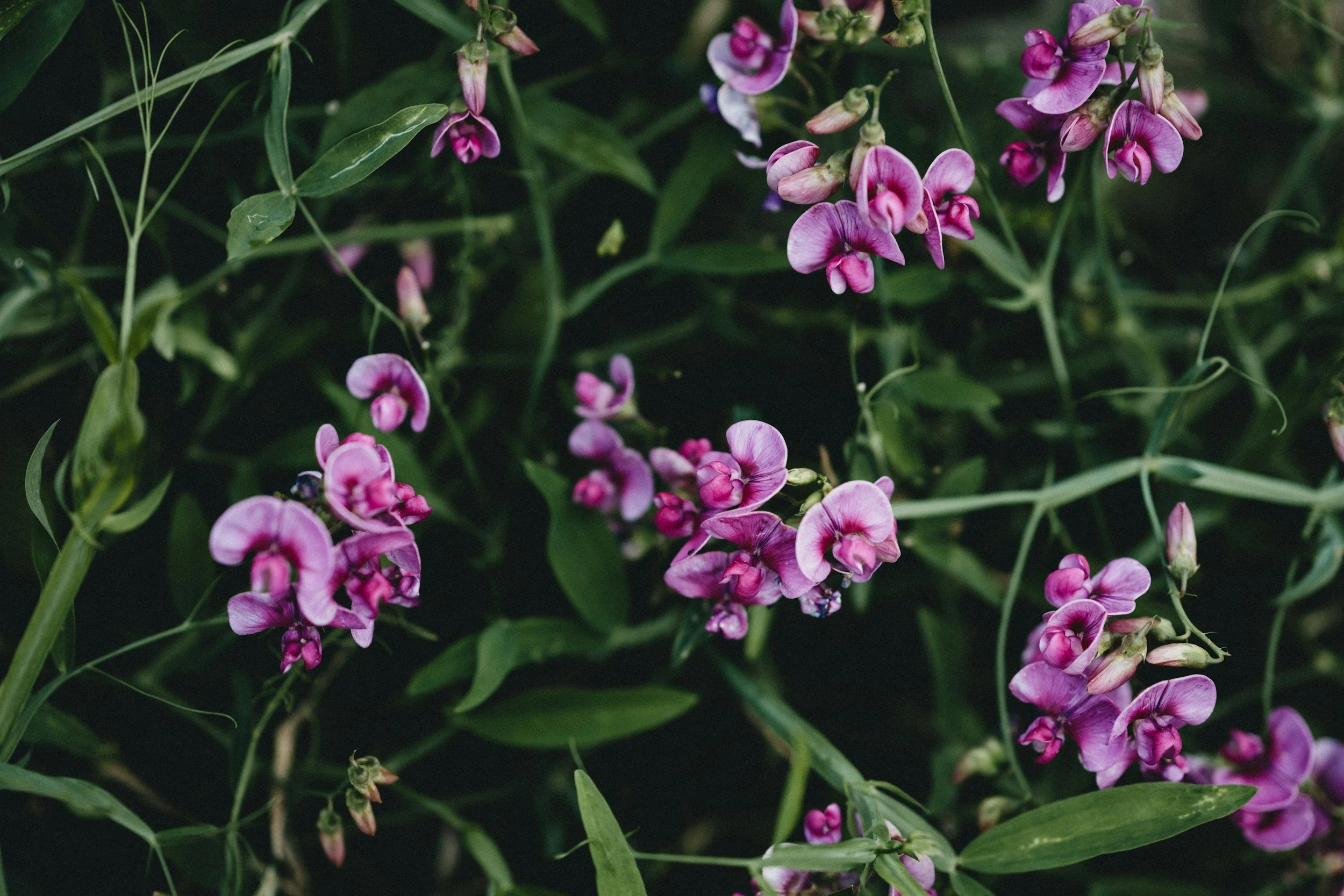 Sweet Pea Ministry