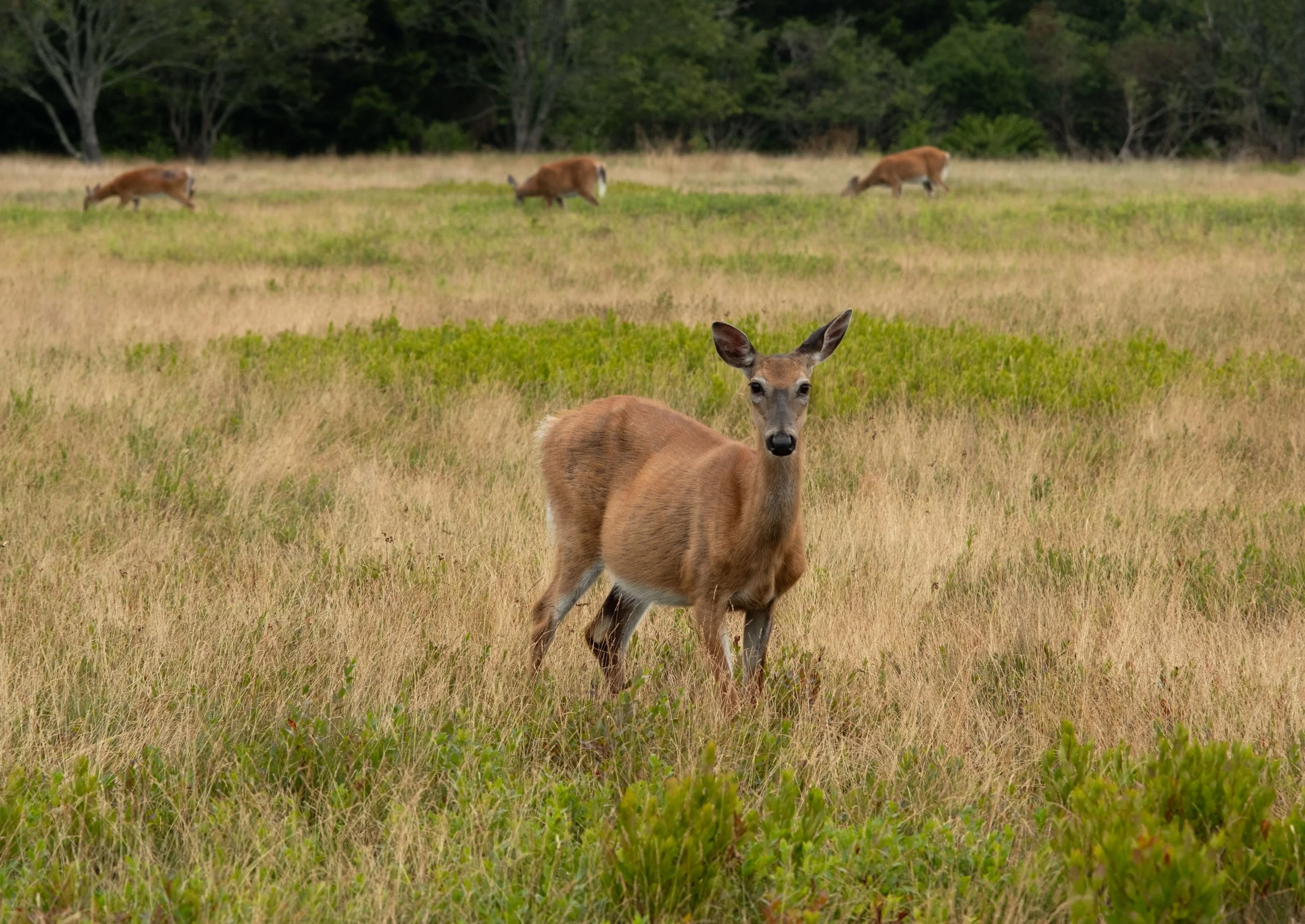 White-tail Deer.  Beal's Island, Maine. 