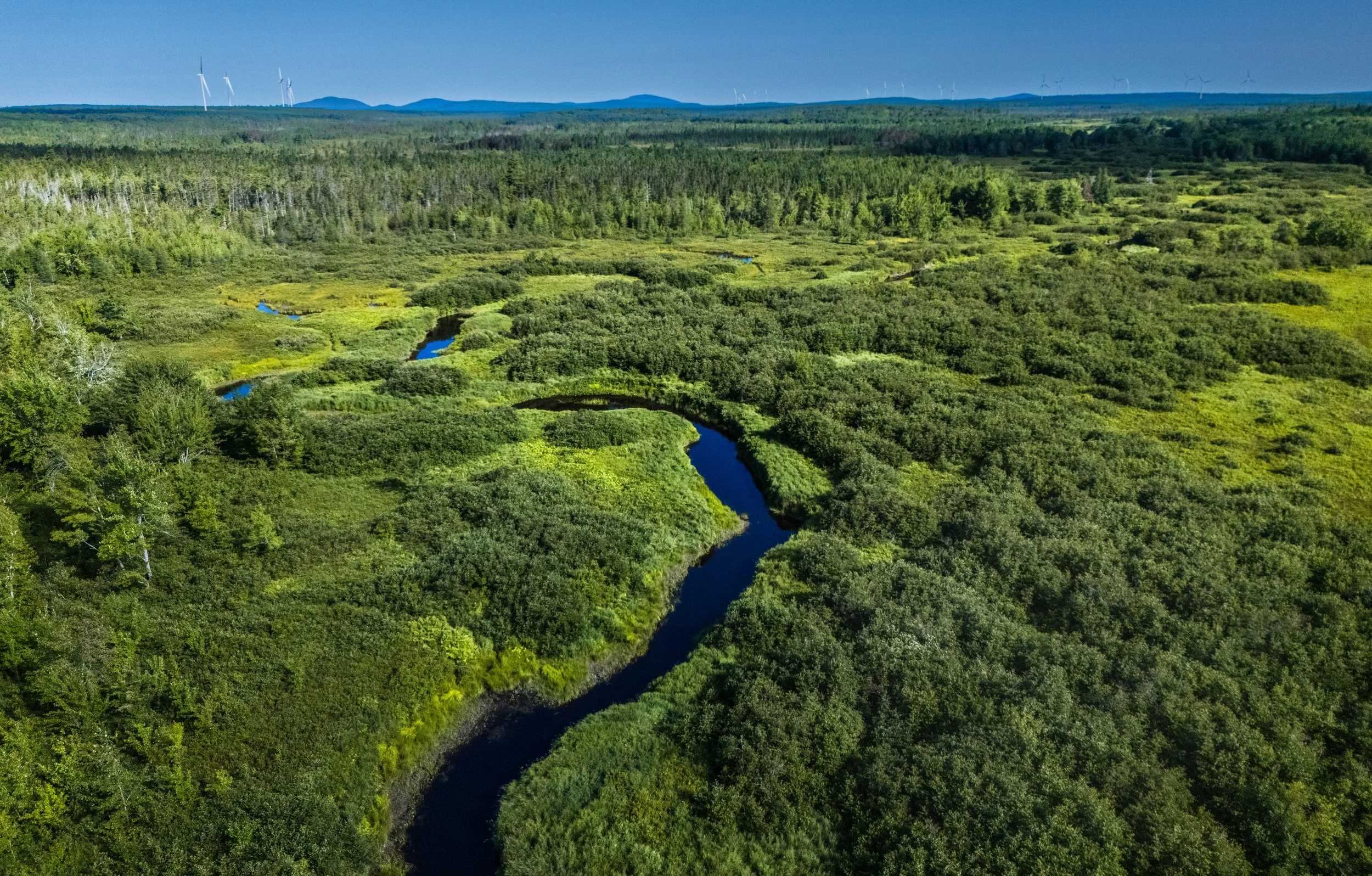 Great Heath/Pleasant River.  Ebbing, Maine.