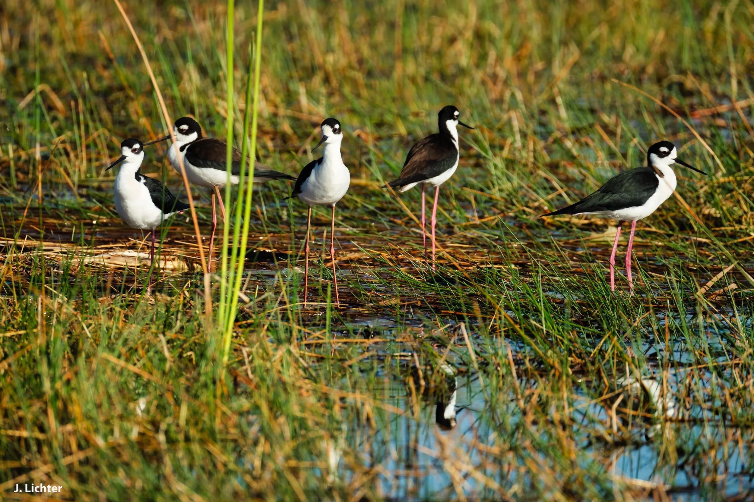 Florida 2026-67alt.jpg