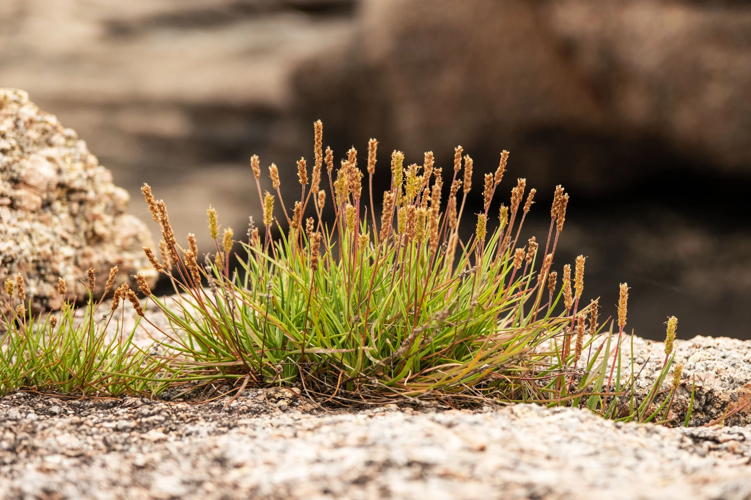Sea Plantain.  (Plantago maritima).  Great Wass Island.  Beal's Island, Maine.