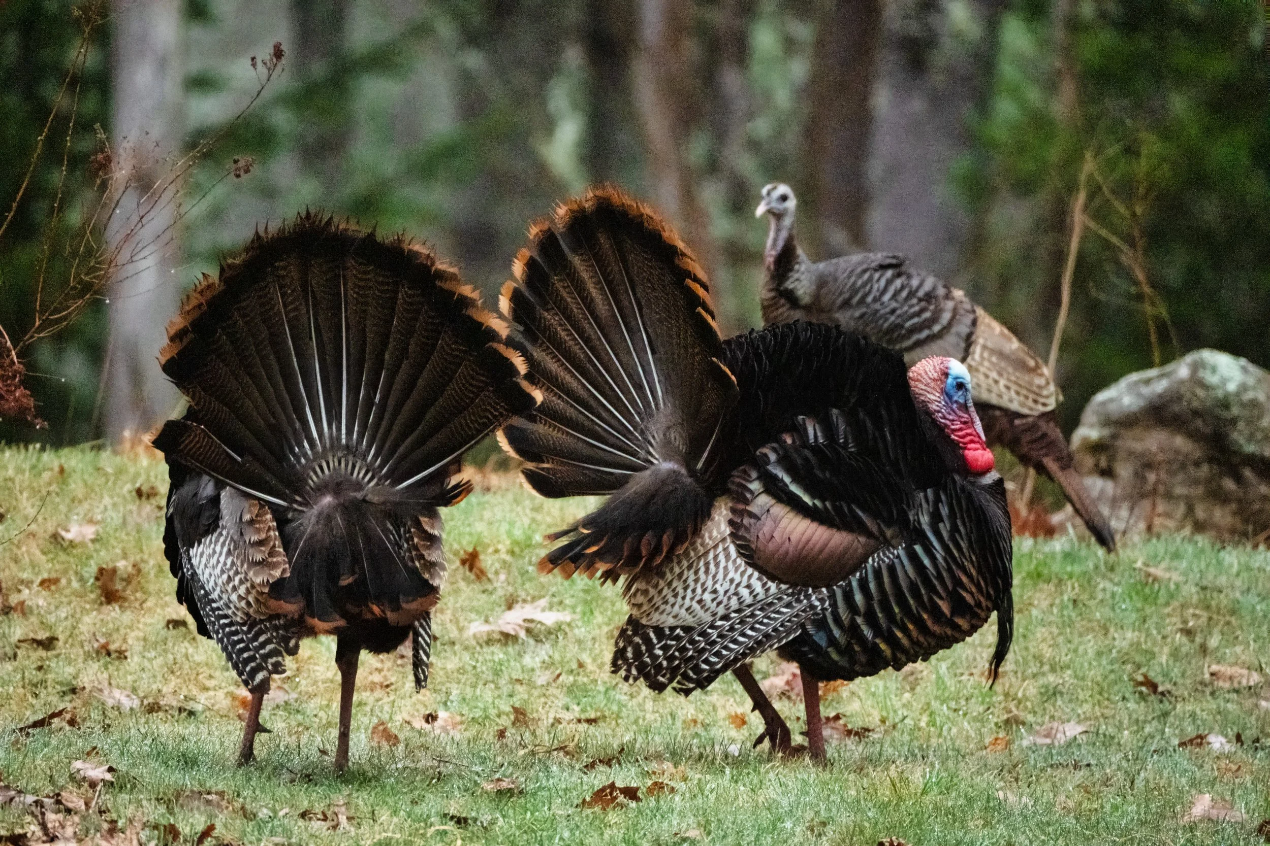 Wild turkeys.  Bowdoin, Maine.