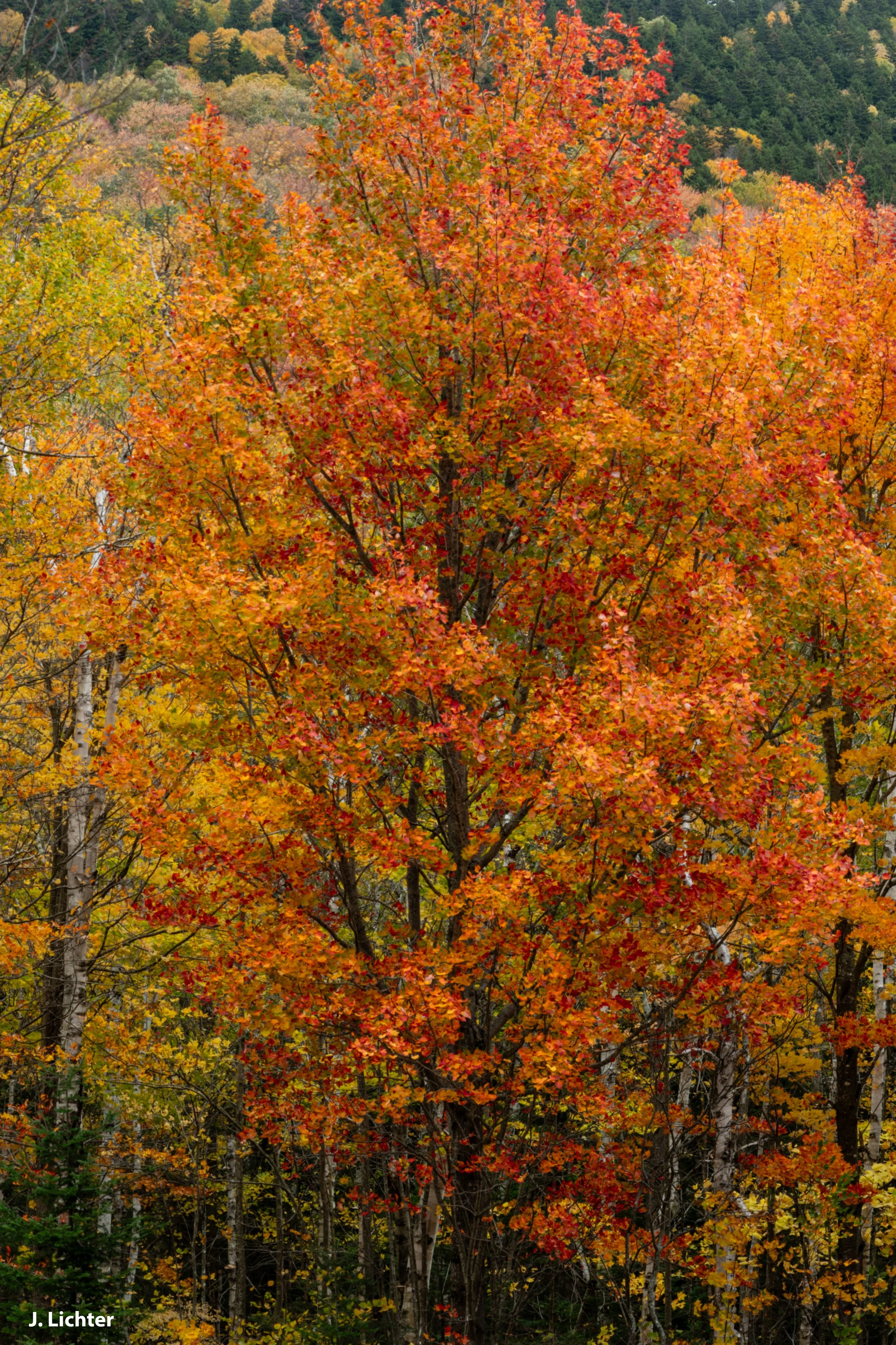 Grafton Notch.  Western Maine.