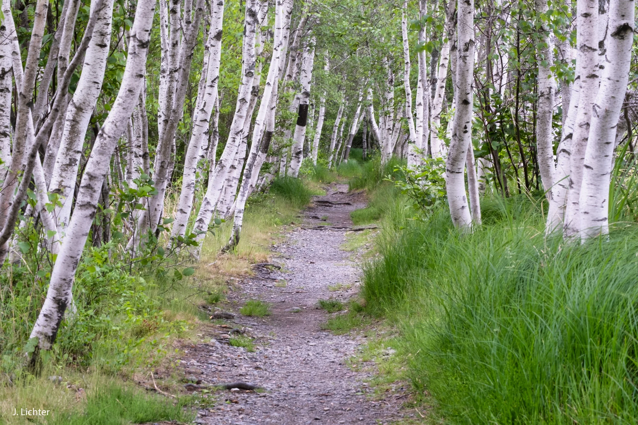 Acadia National Park.  Mount Desert Island.  Maine.