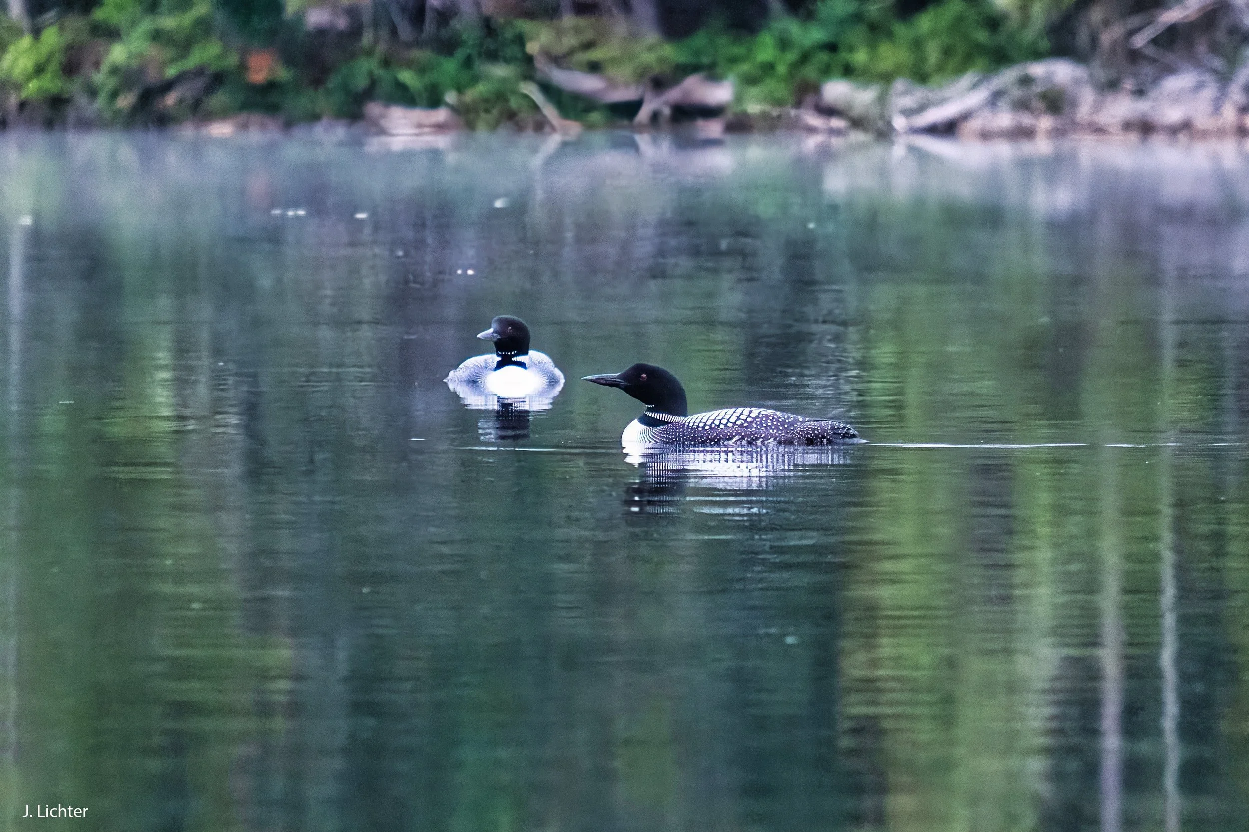 Loons near Mt. Katahdin. 