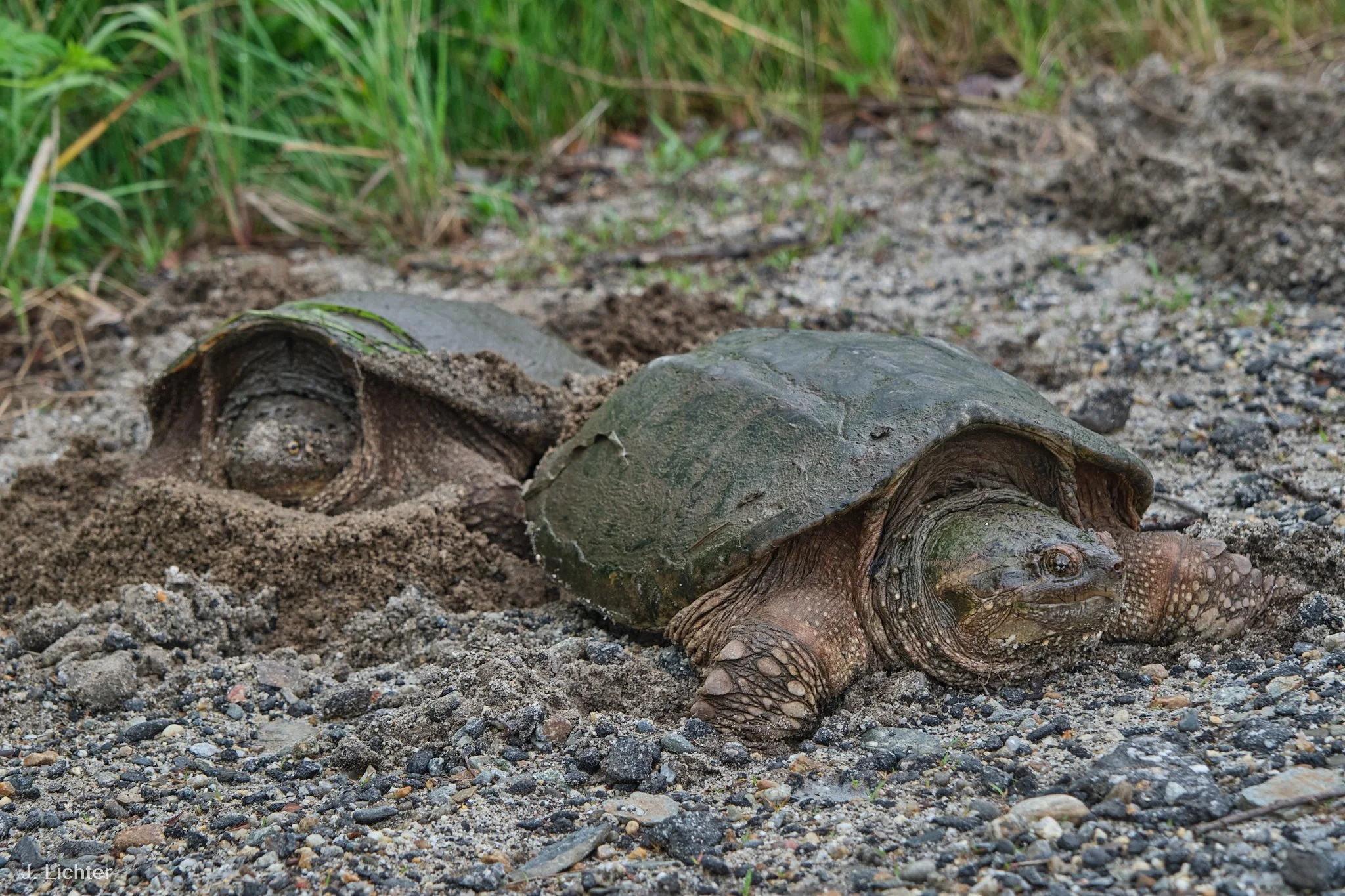Nesting snapping turtles.  Bowdoinham, Maine.