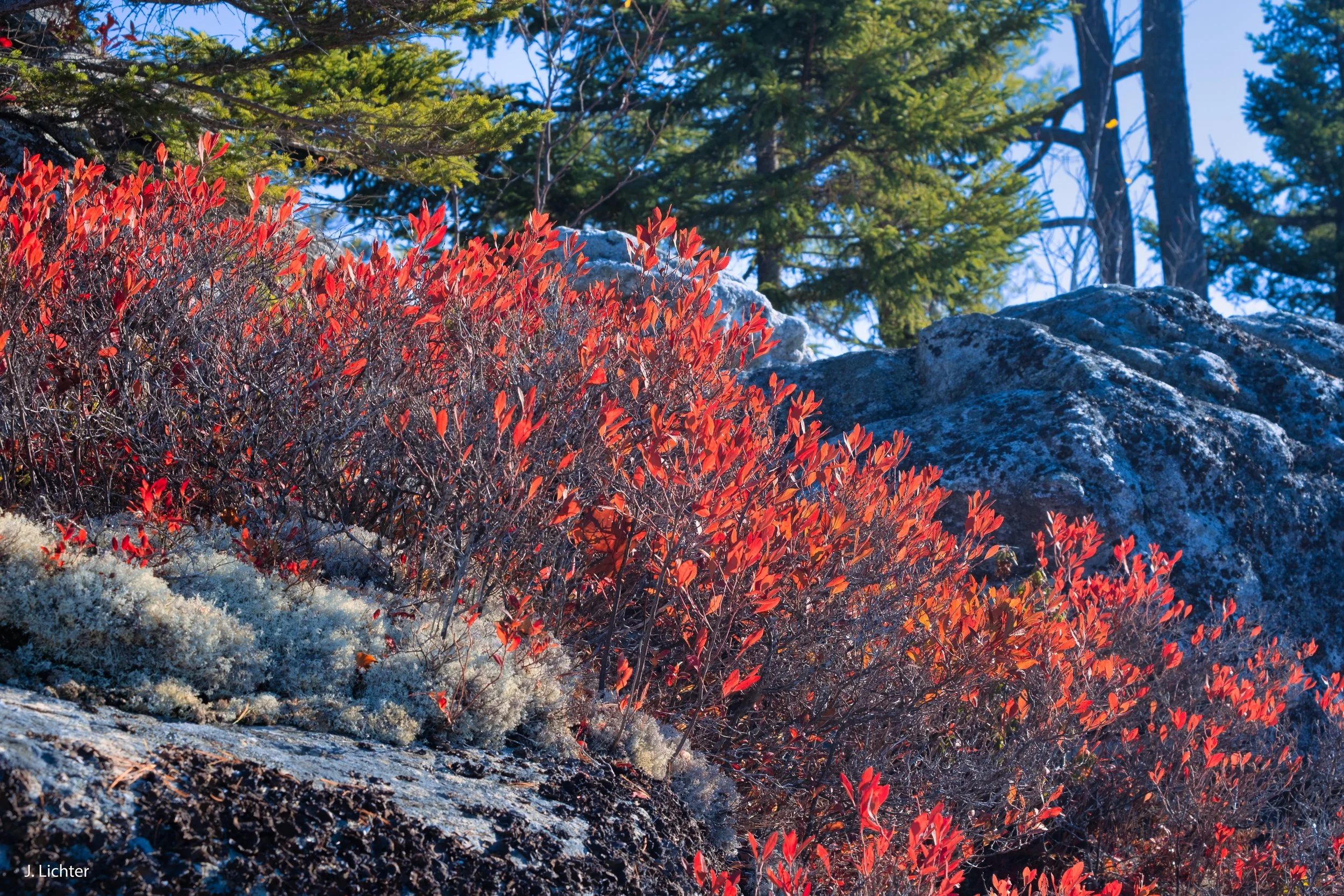 Mountain blueberries and lichen.  Bald Mountain.  Redding, Maine.