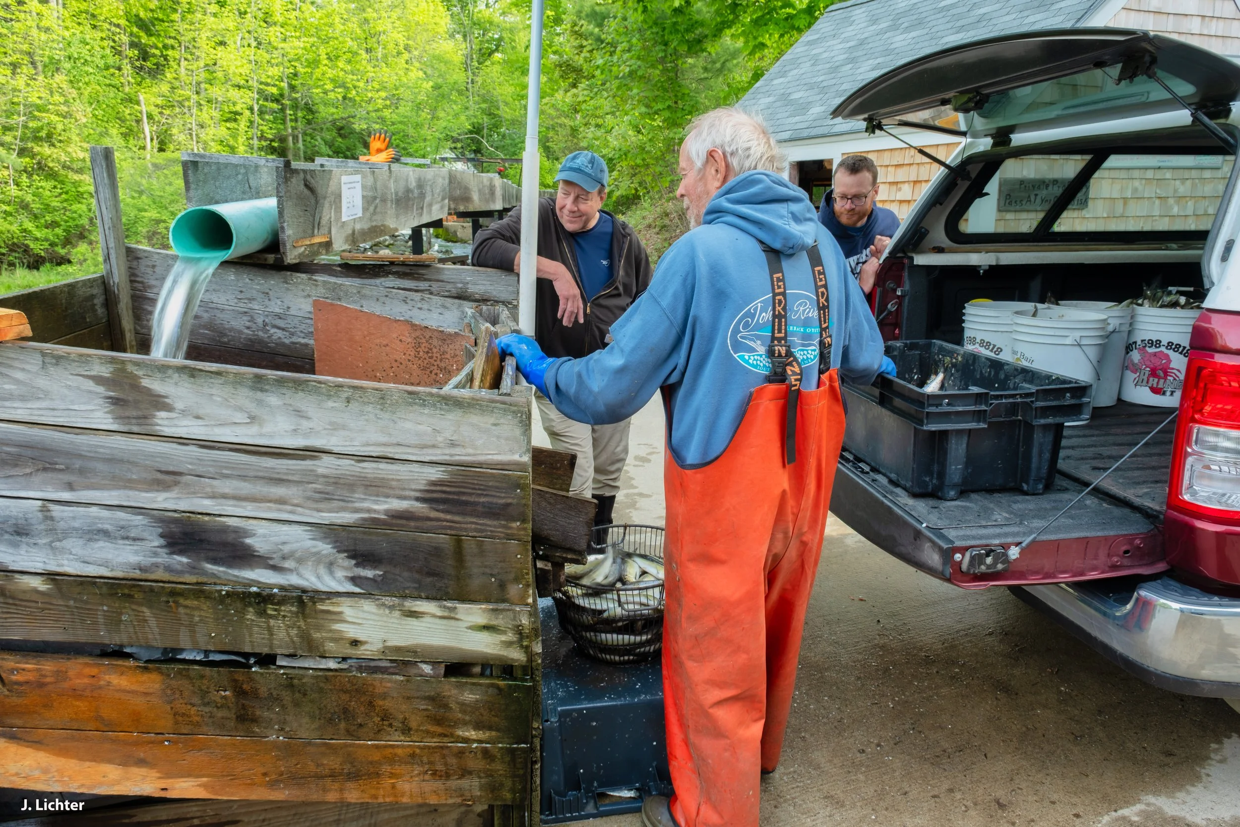 Alewife harvest.  Damariscotta Mills, Maine.
