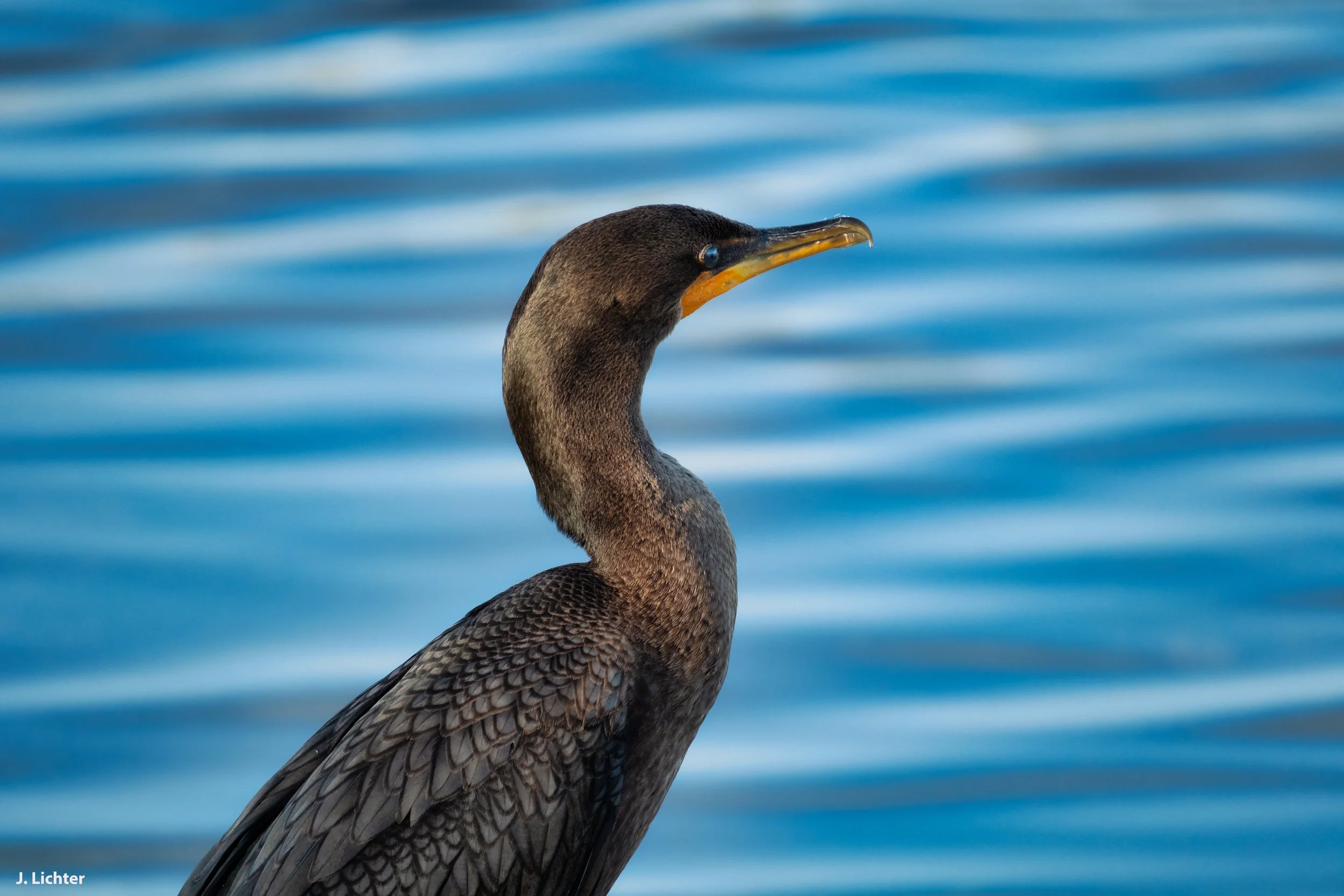 Florida 2026-85alt.jpg