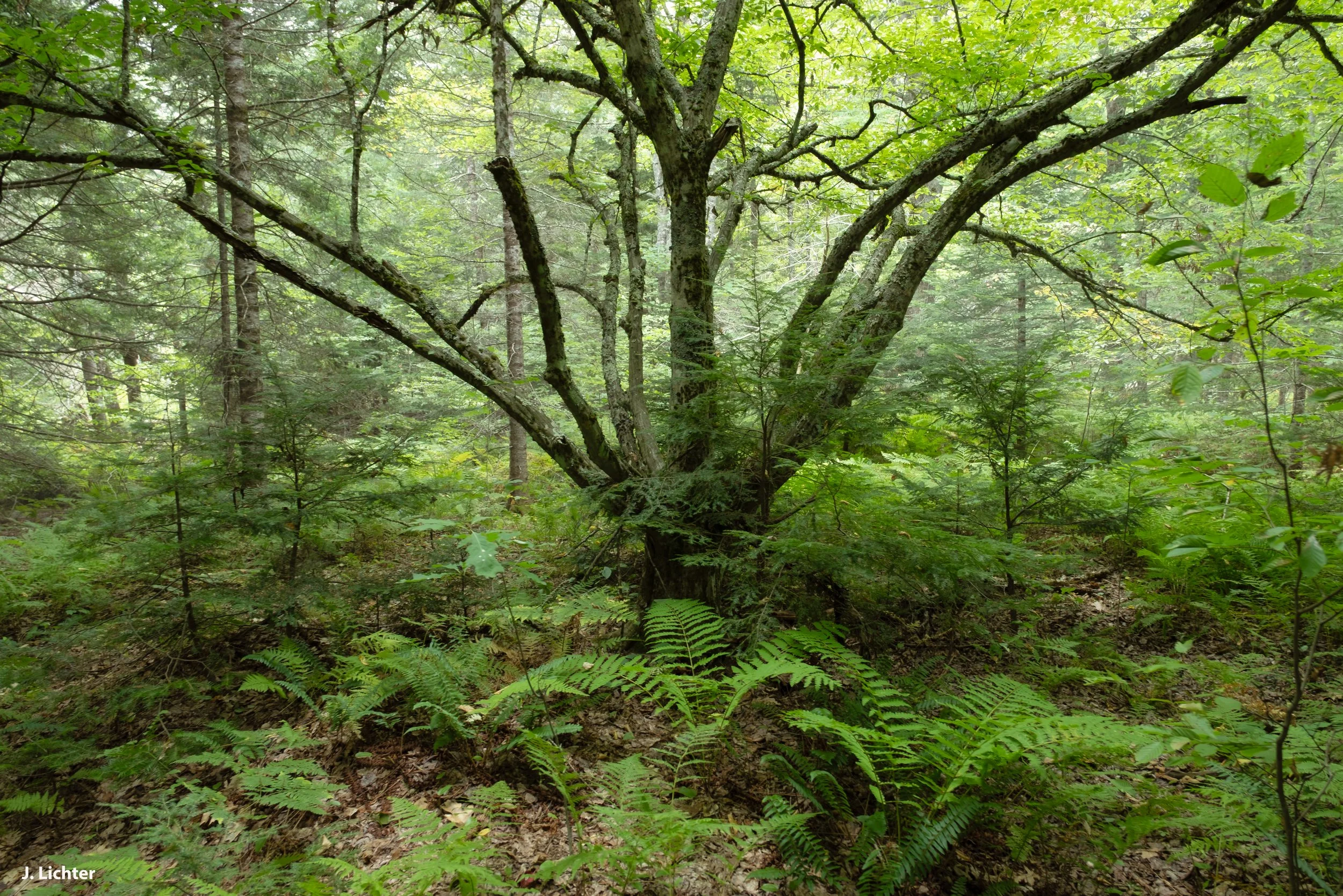 American Hornbeam or Musclewood tree.  (Carpinus caroliniana)