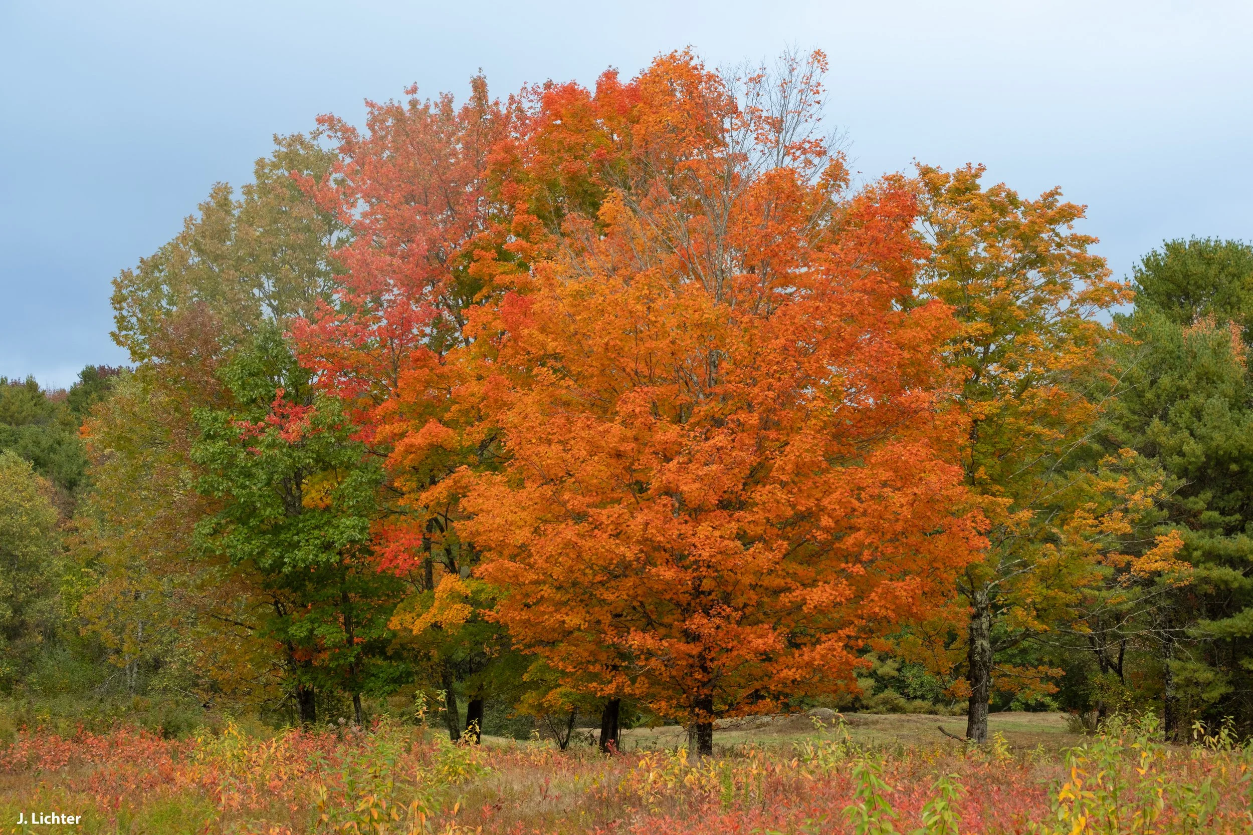 Fall colors.  Bowdoin, Maine.