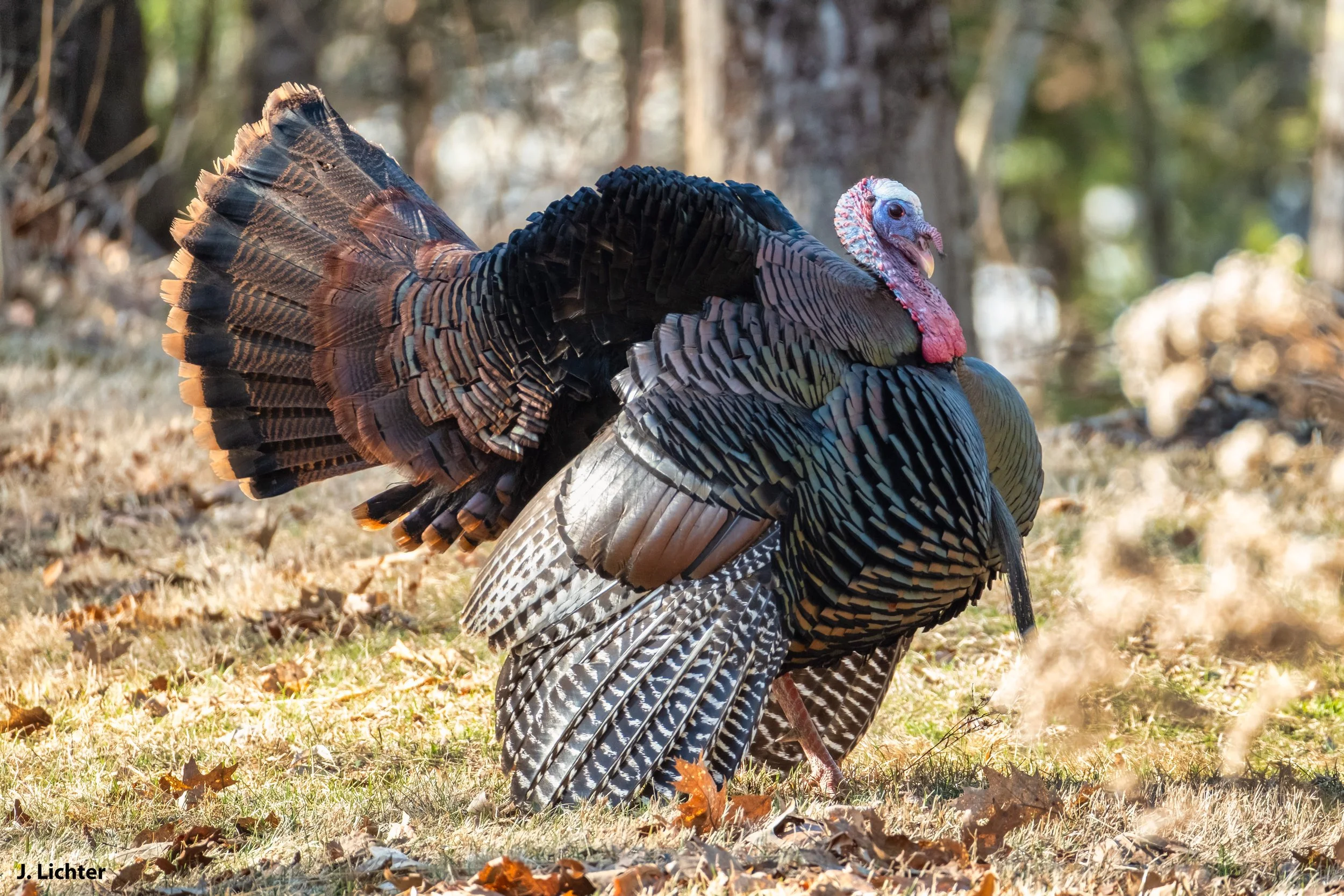 Wild turkeys.  Bowdoin, Maine.