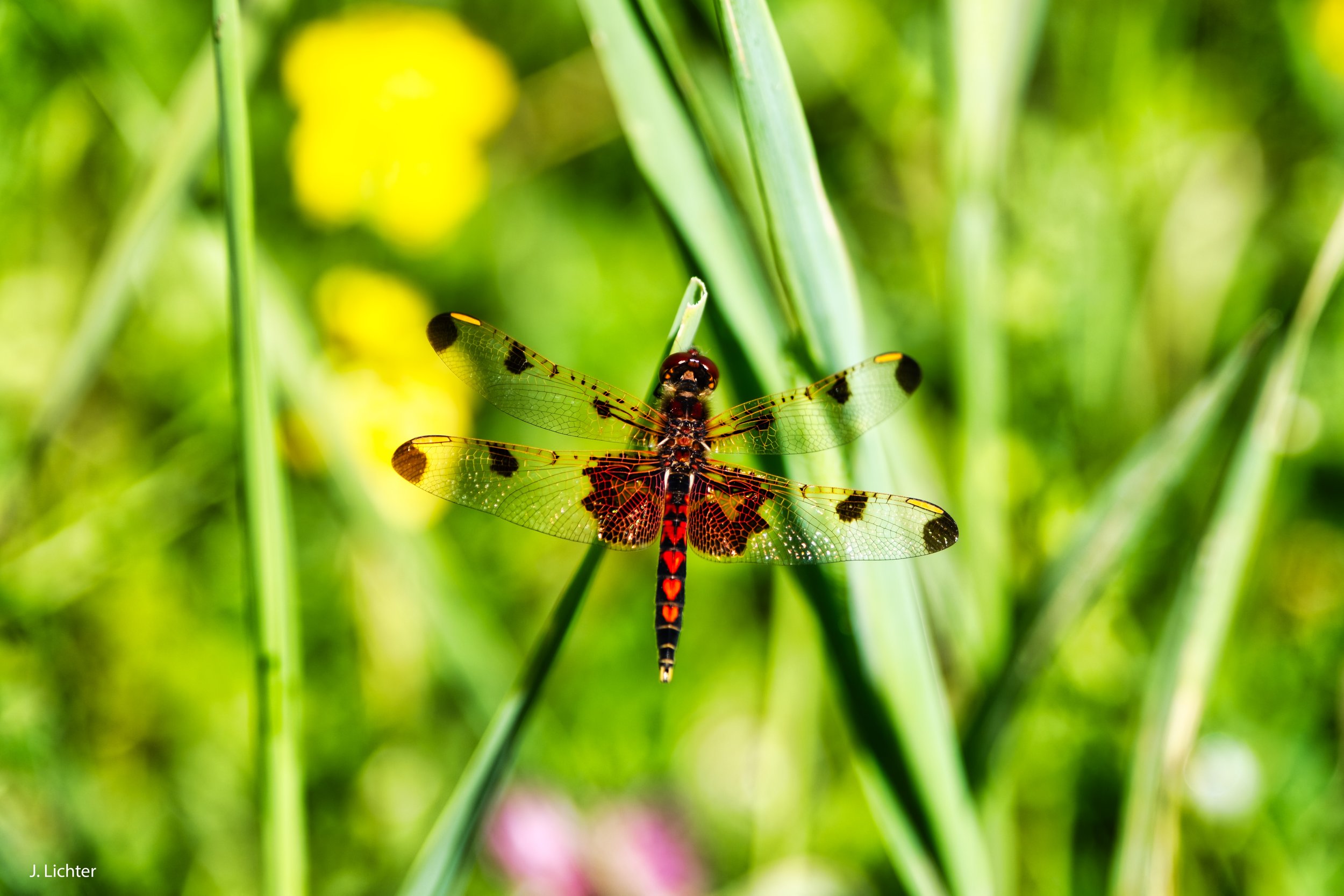 Calico Pennant.  Carlton Pond.  Manchester, Maine.