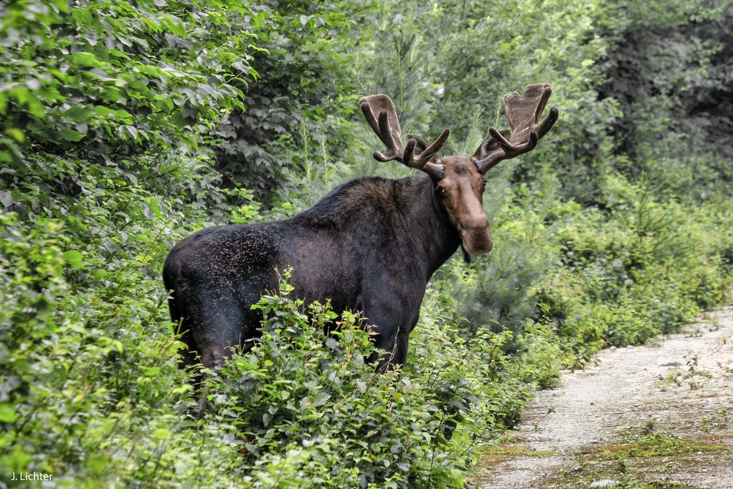 Bull moose.  Katahdin Woods and Waters National Monument.