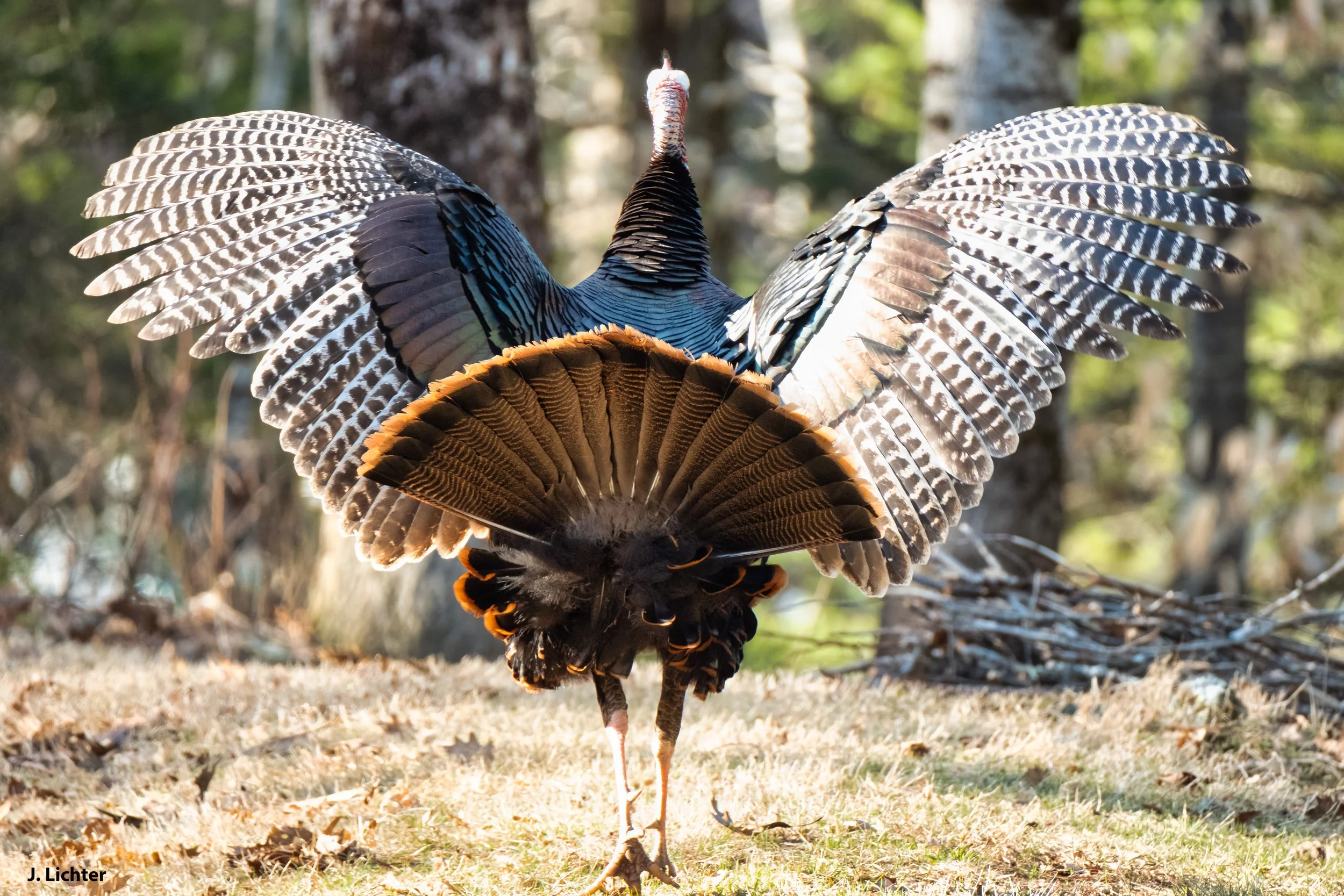 Wild turkeys.  Bowdoin, Maine.