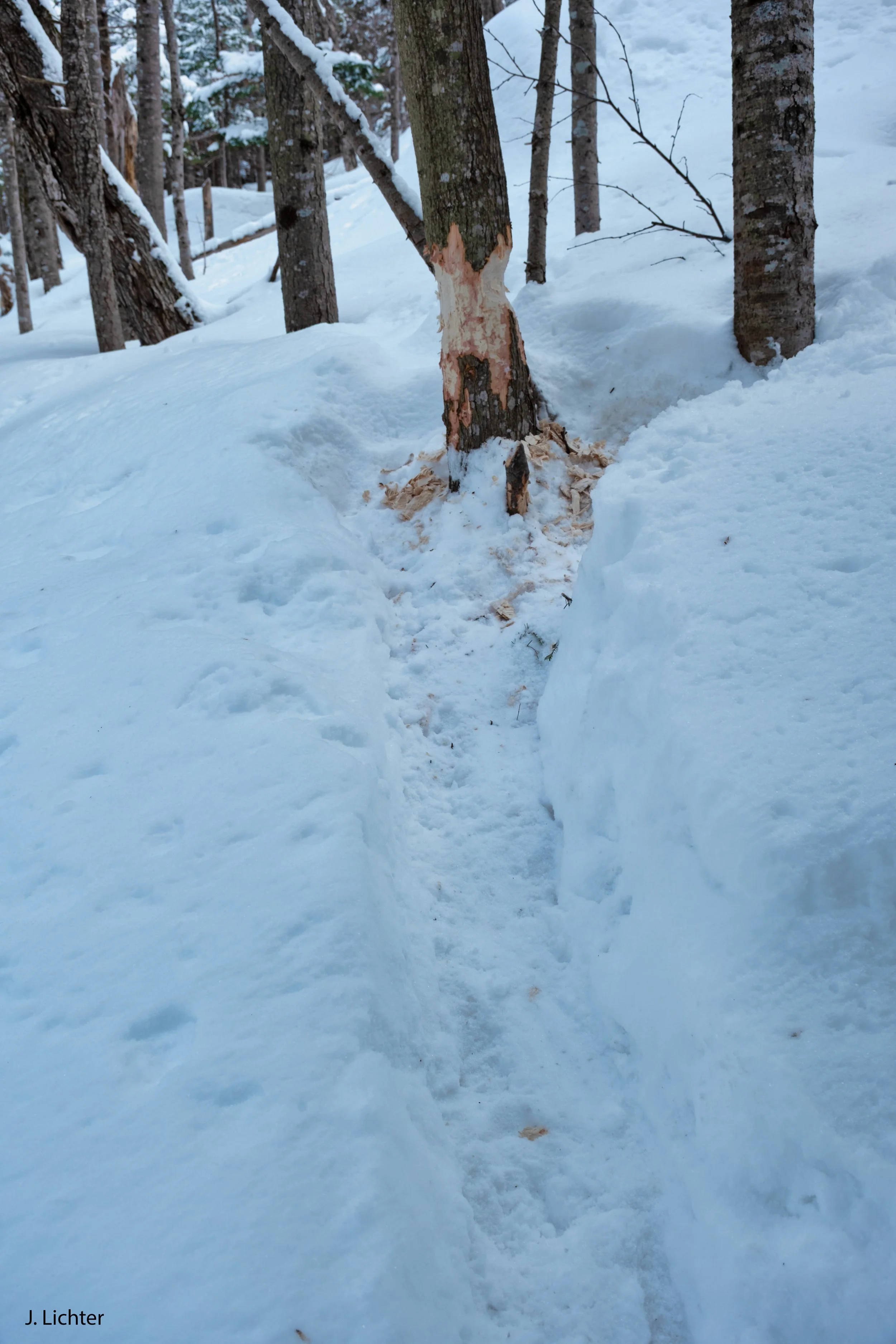 Wintertime beaver activity.  Pinkham Notch, New Hampshire.