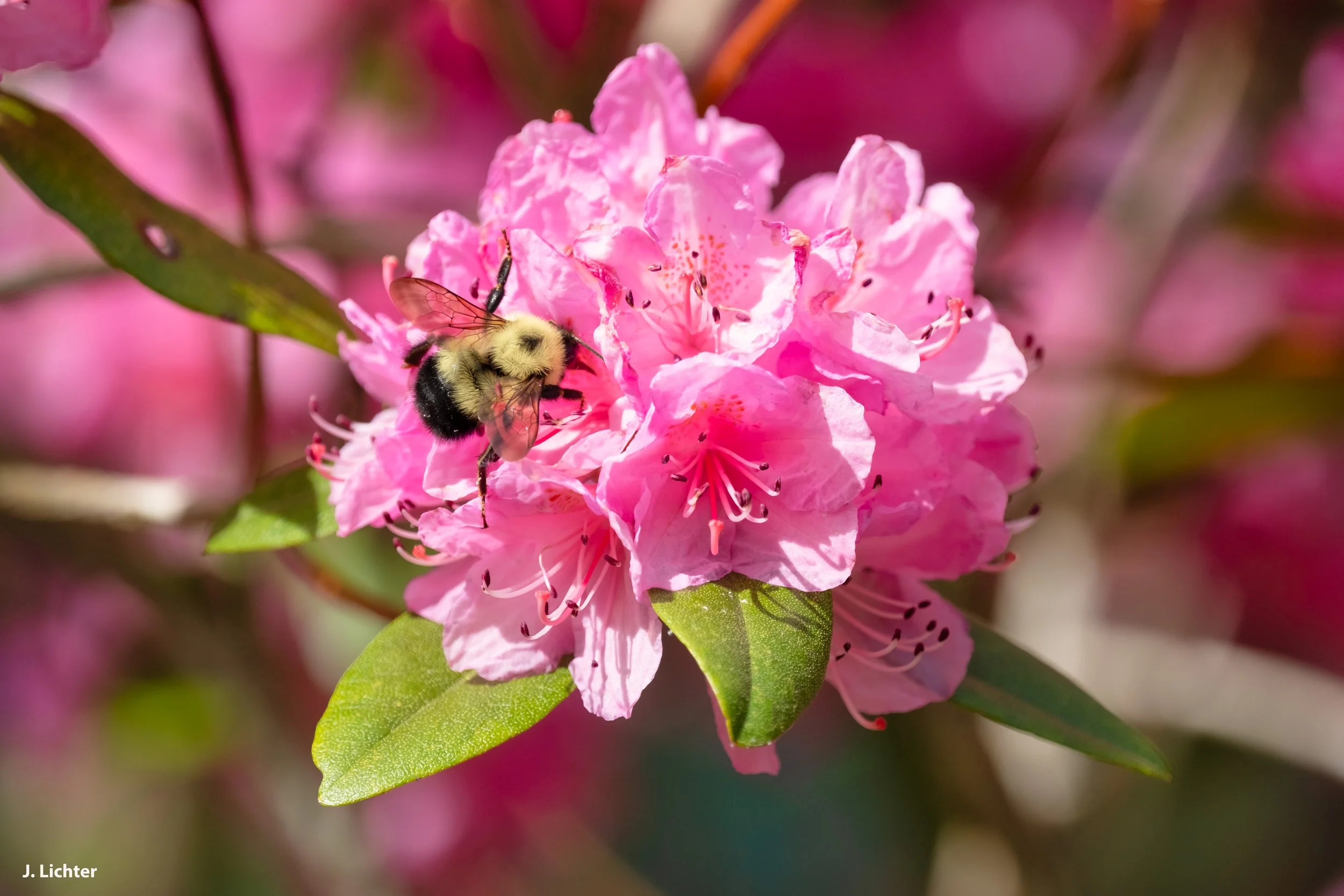 Bumblebee/Rhododendron.  Bowdoin, Maine.