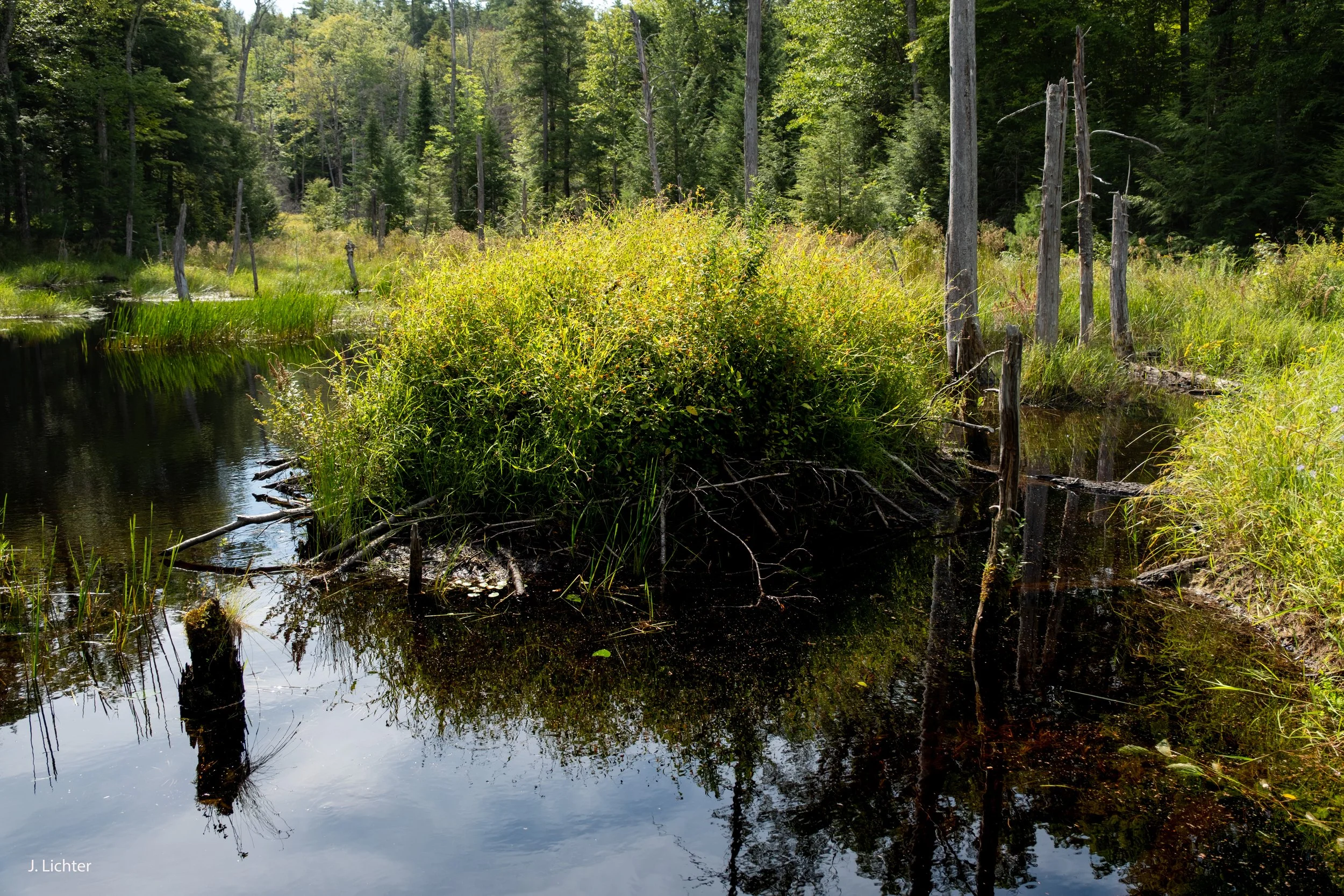 Beaver Pond.  Albany Mtn.  Western Maine.