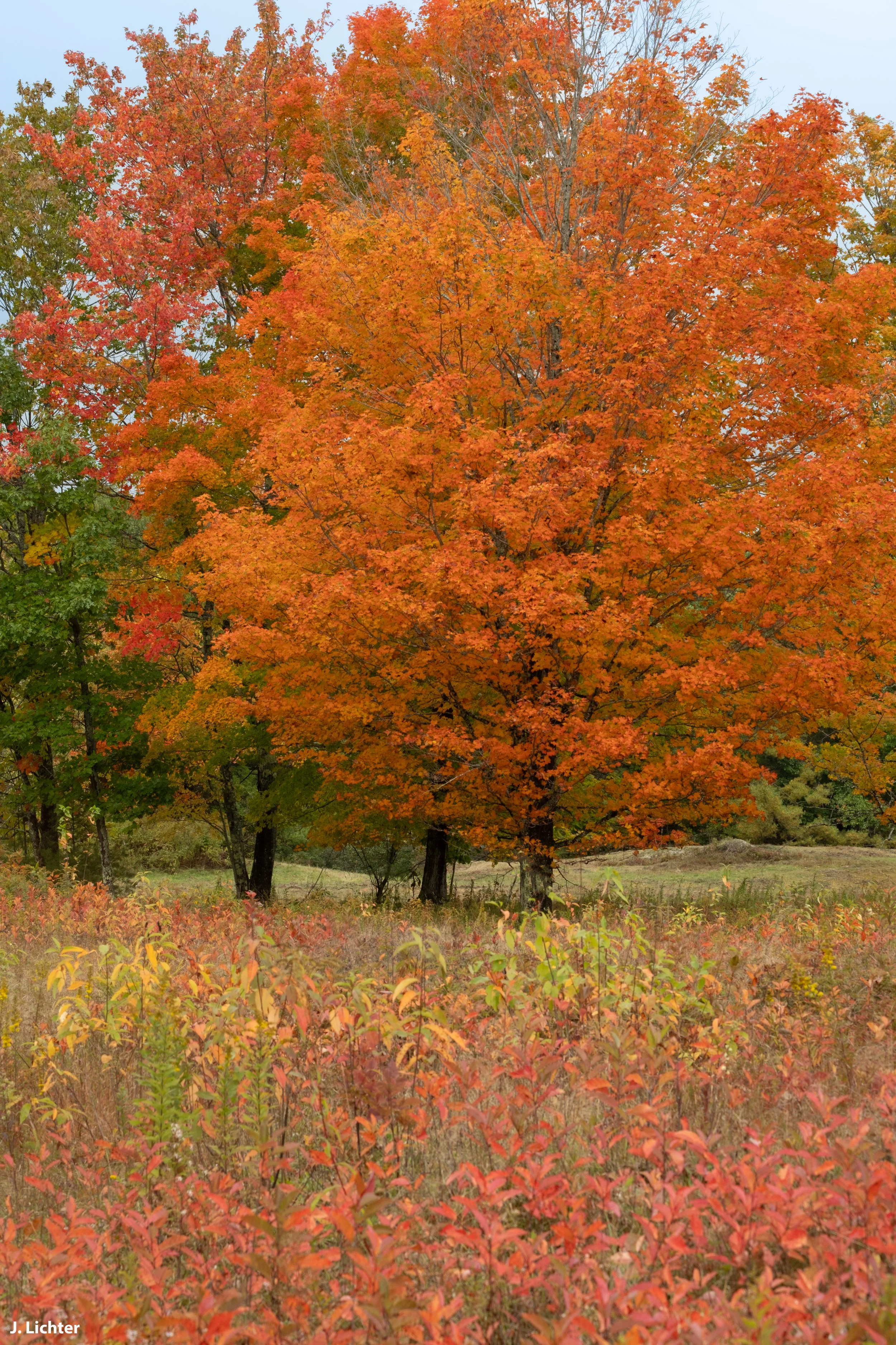 Fall colors.  Bowdoin, Maine.