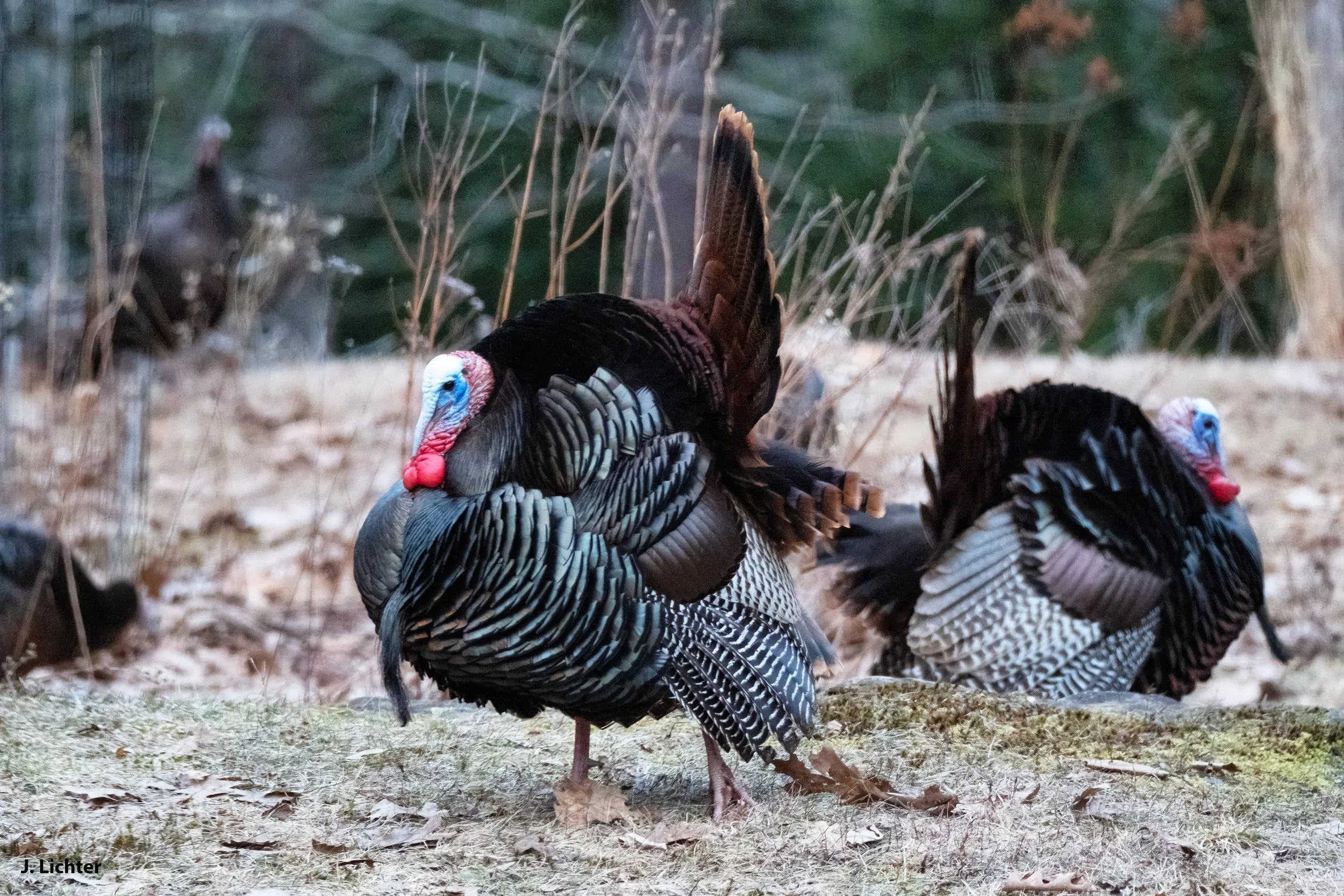 Wild turkeys.  Bowdoin, Maine.