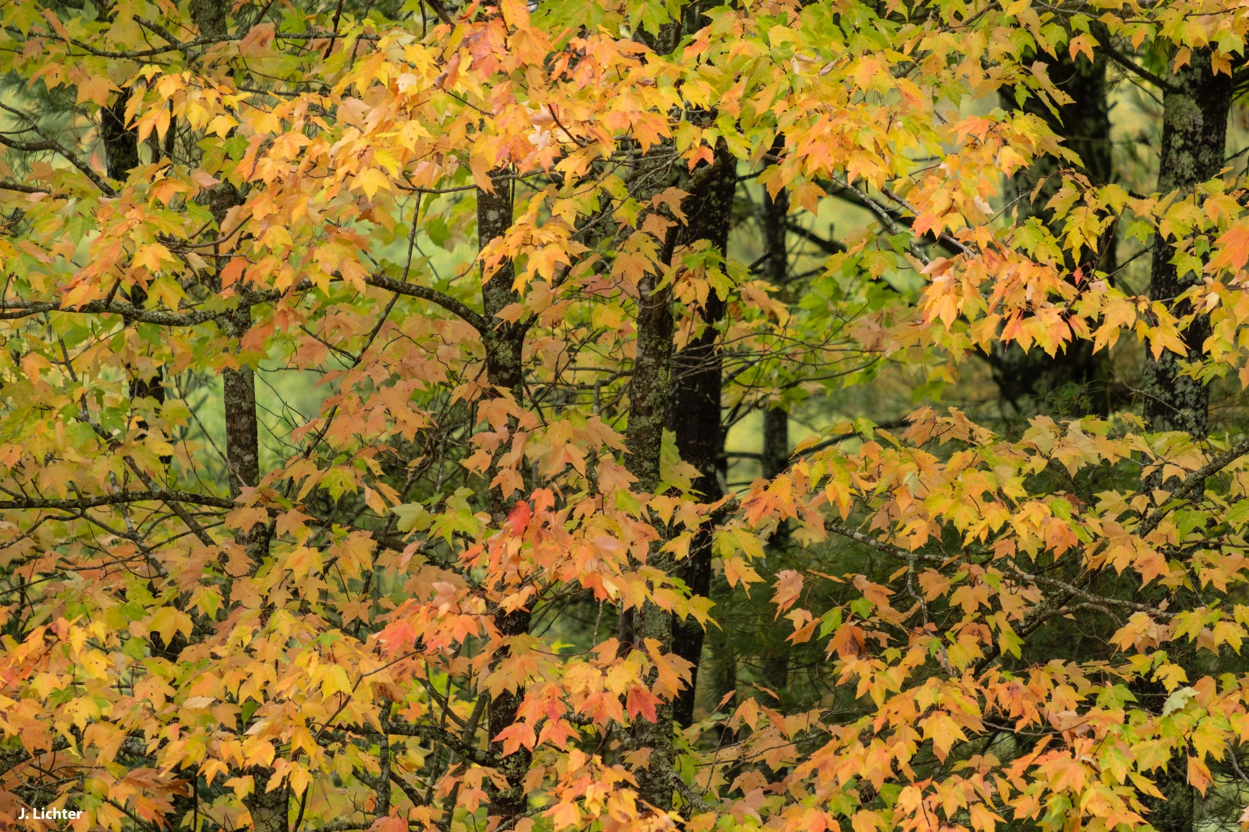 Fall colors.  Bowdoin, Maine.
