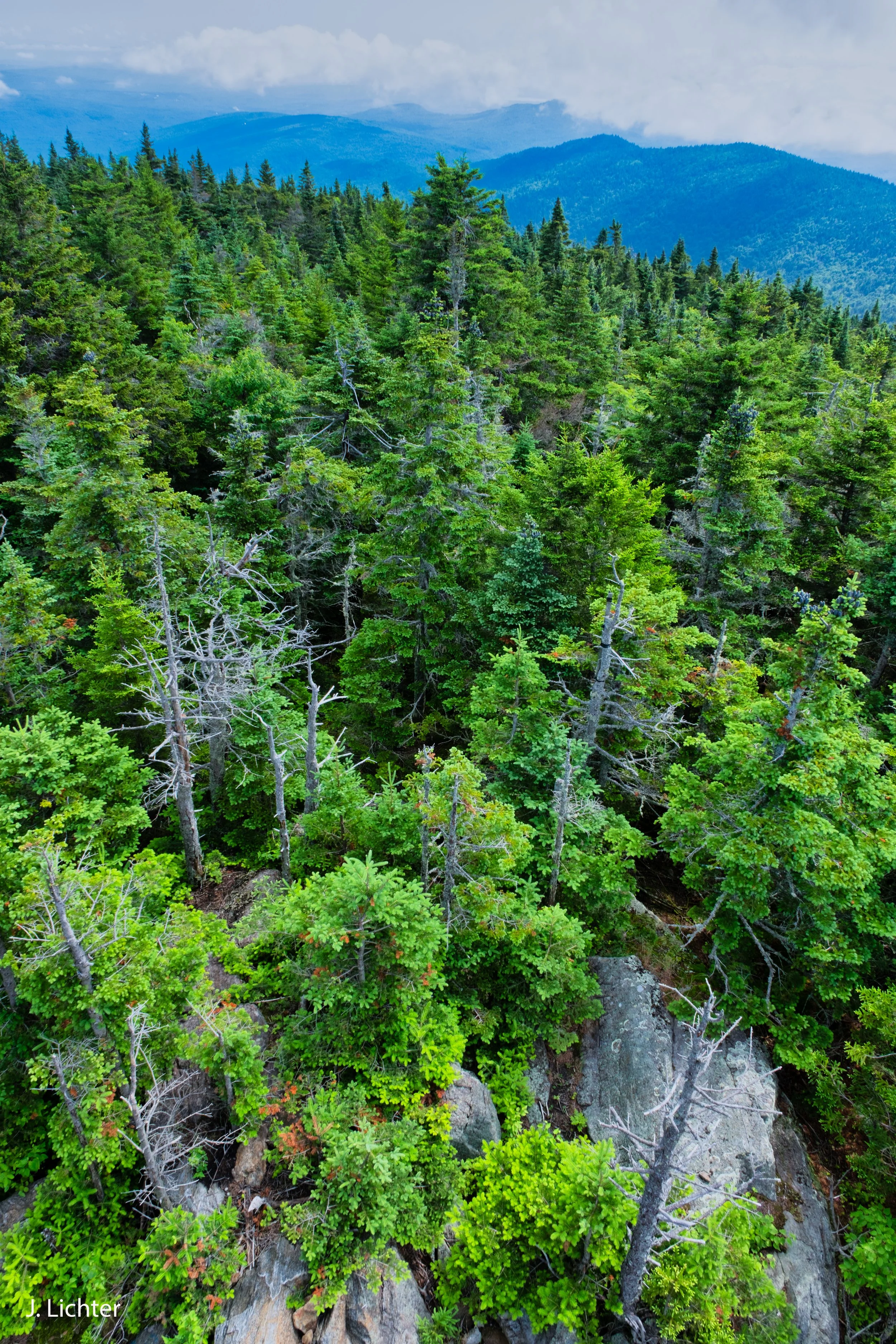 From Mt. Blue fire tower.  Weld, Maine.
