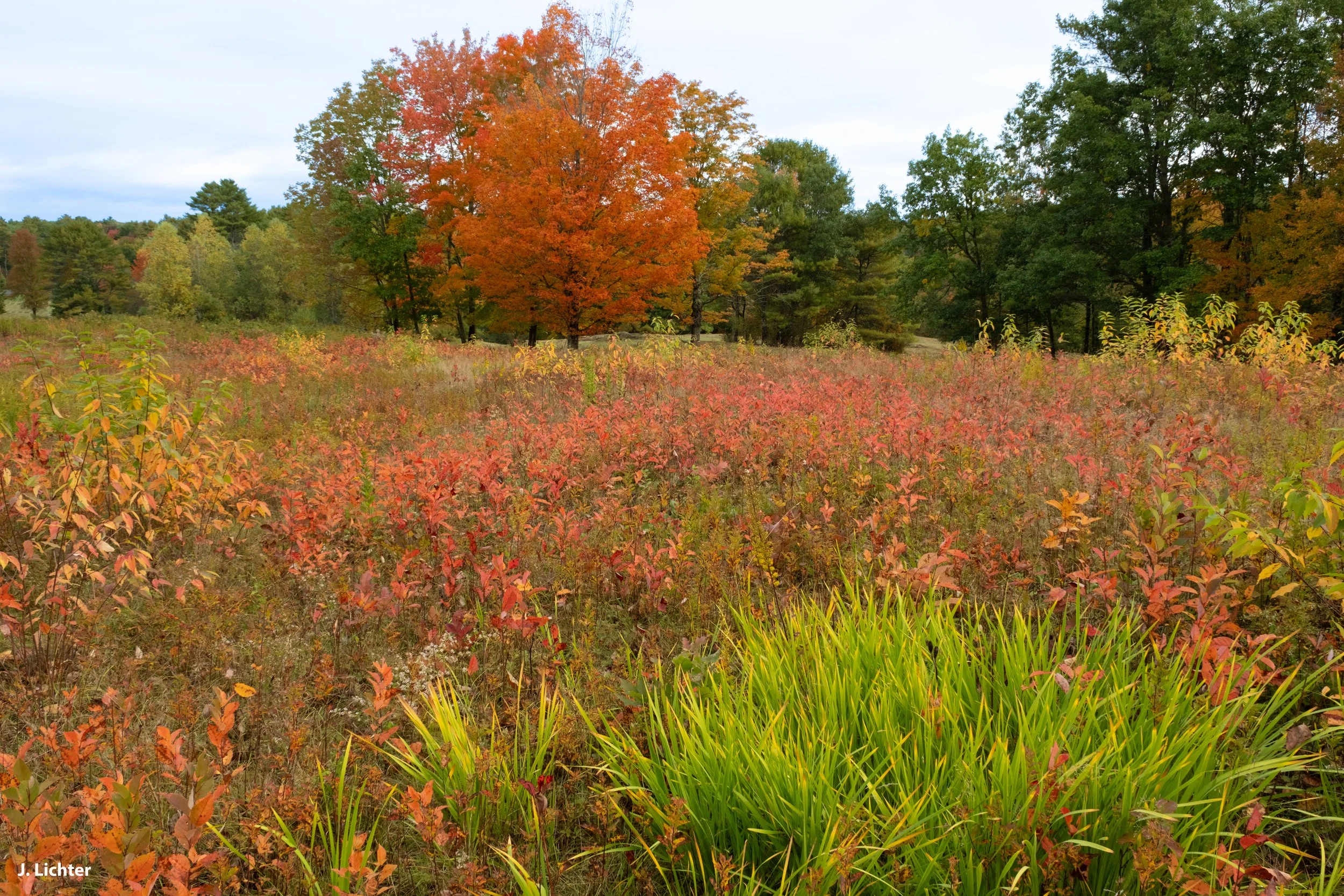 Fall colors.  Bowdoin, Maine.