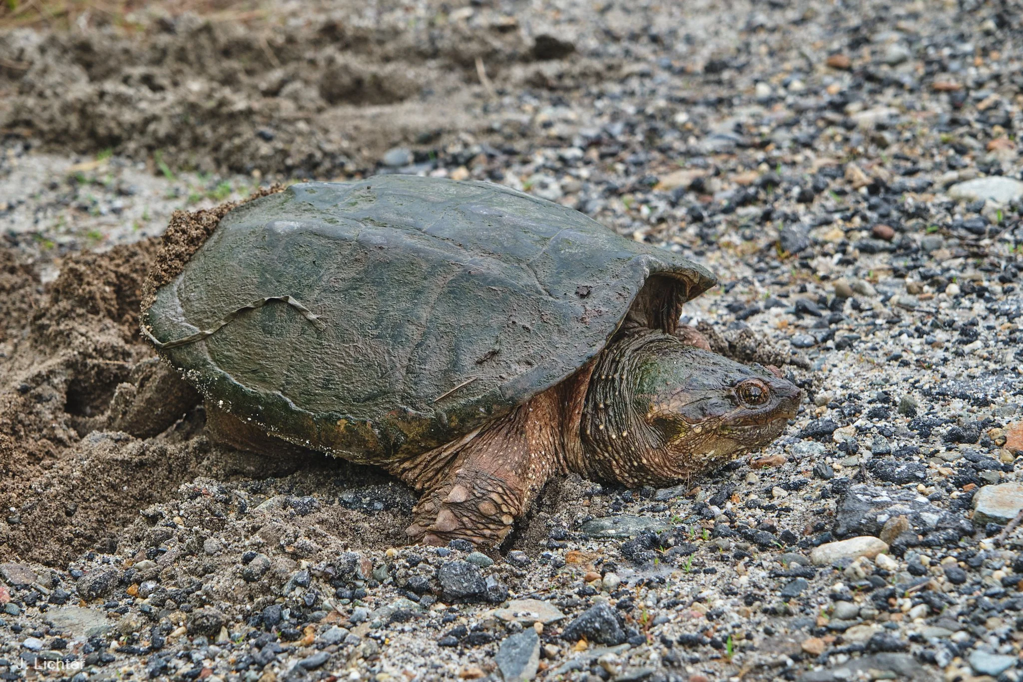 Nesting snapping turtle.  Bowdoinham, Maine.