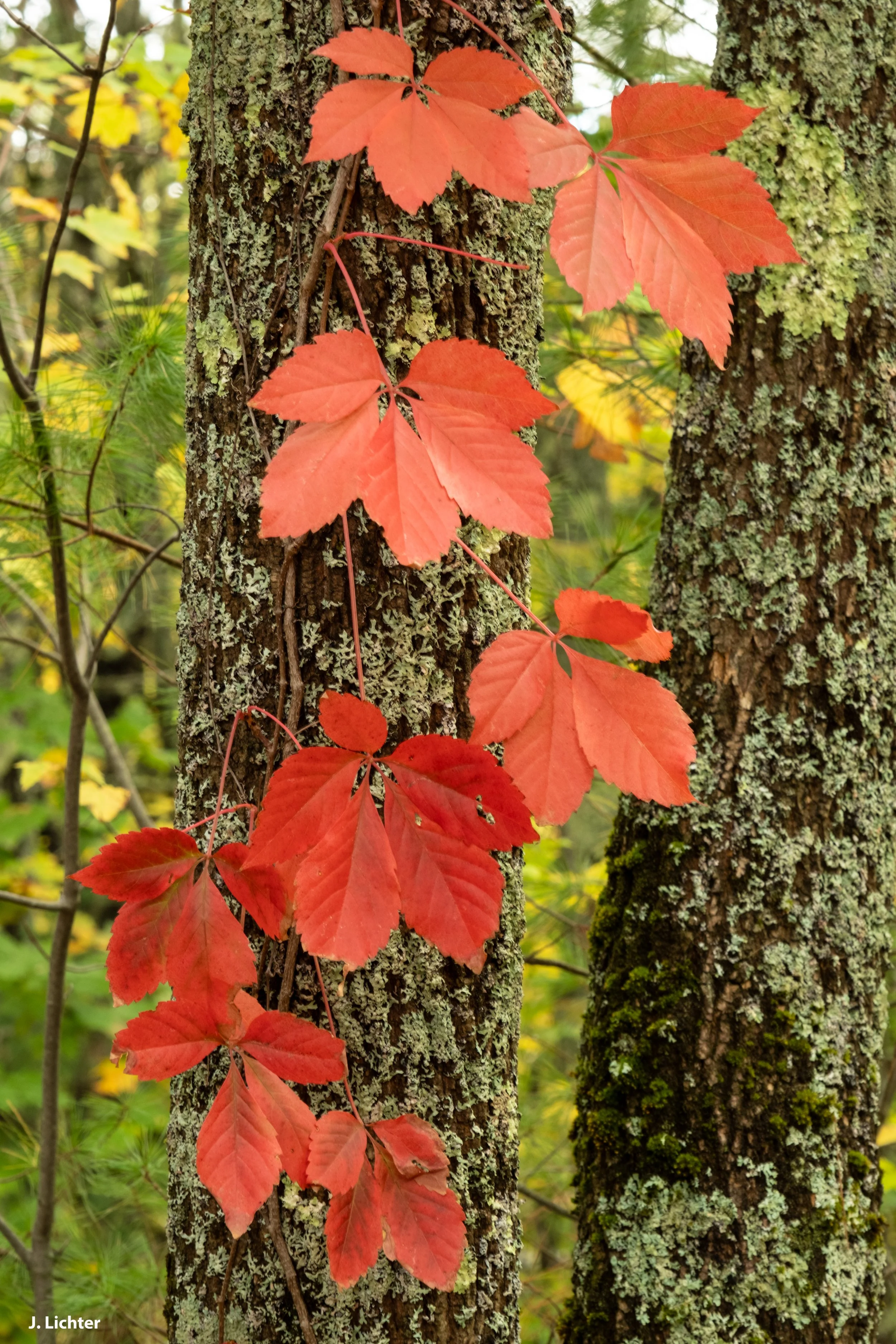 Fall colors.  Bowdoin, Maine.