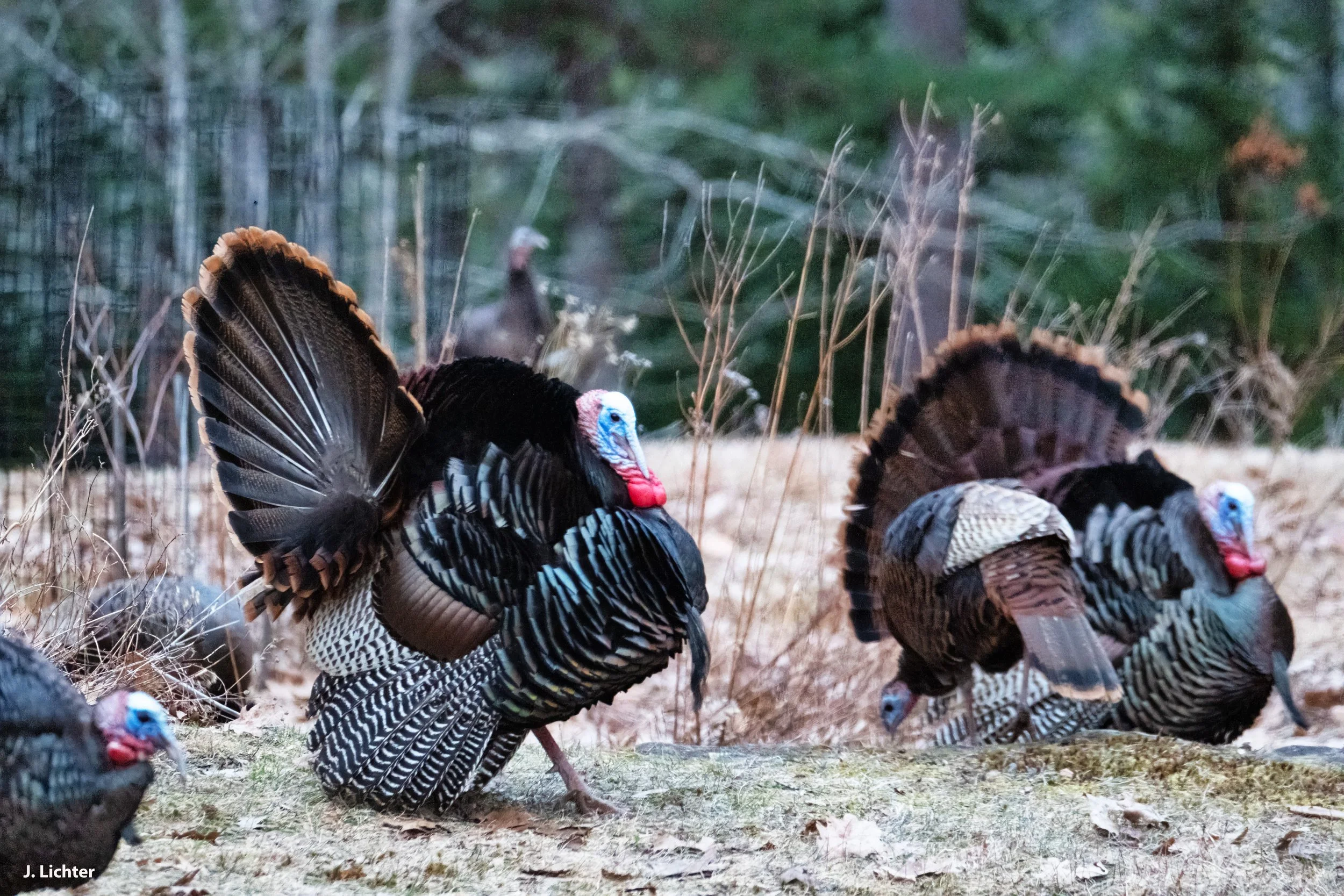 Wild turkeys.  Bowdoin, Maine.