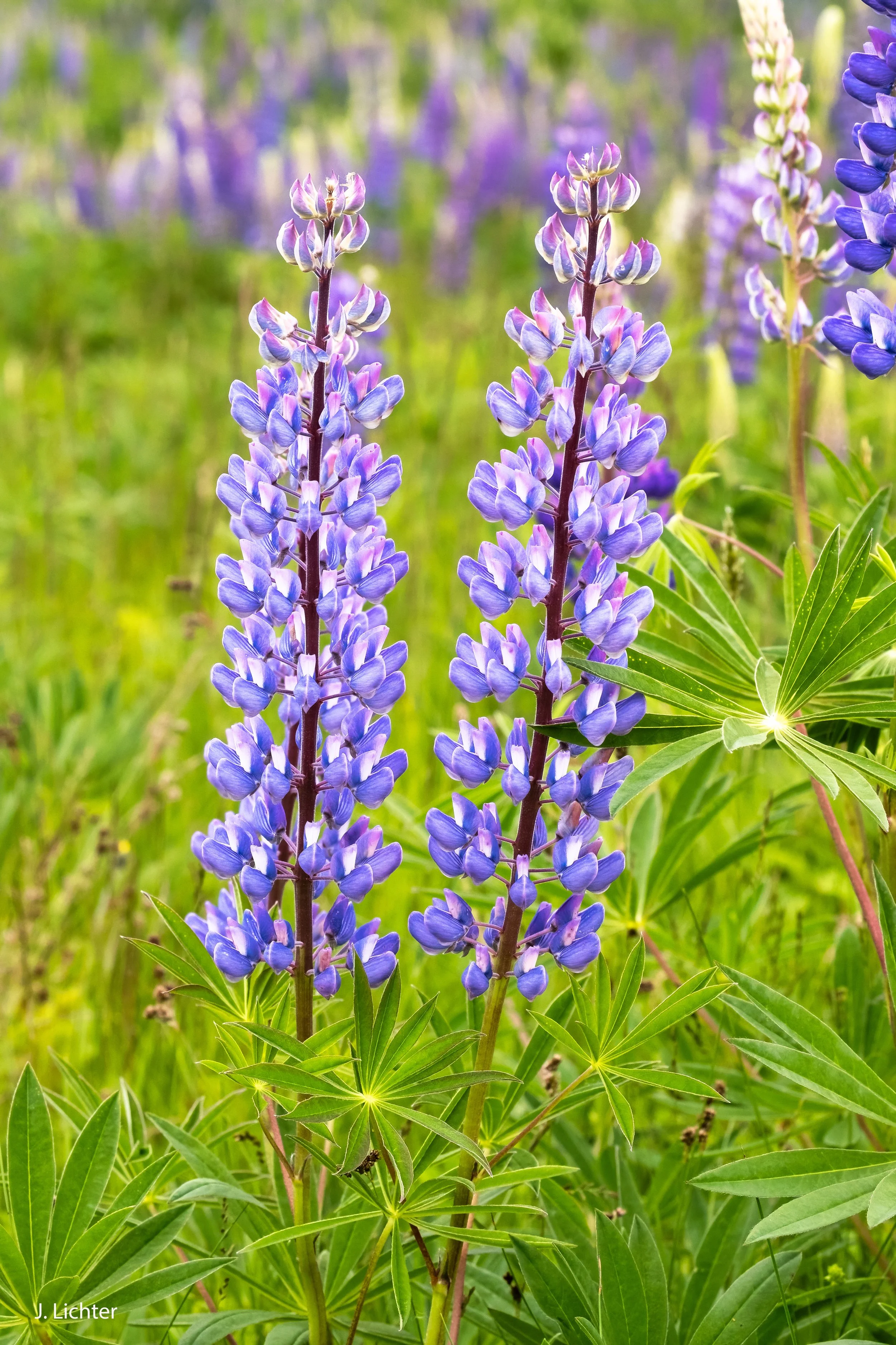 Lupines.  Mount Desert Island.  Maine.